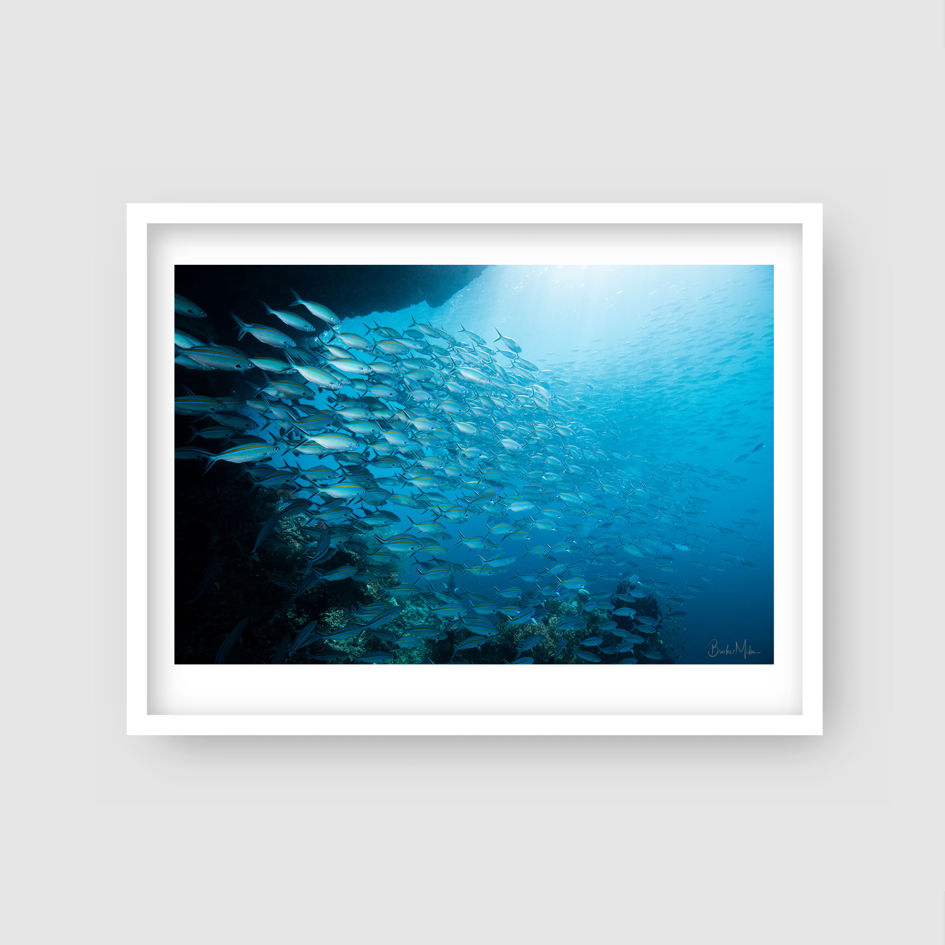Gold Rush - Underwater Fish Print
