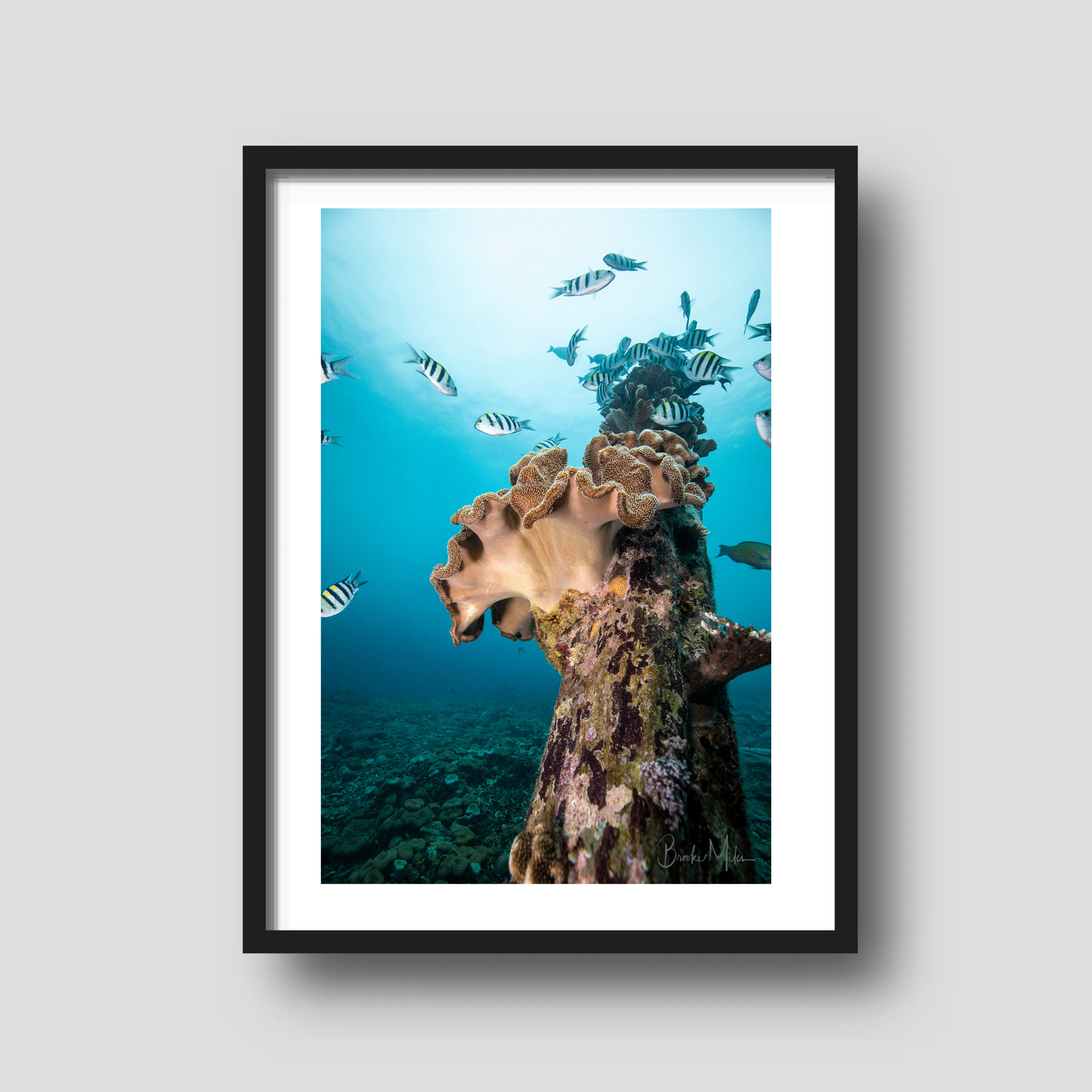 Harbour of Life - Underwater Reef Print
