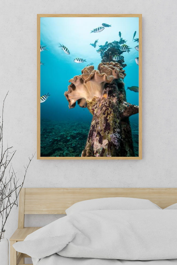 Harbour of Life - Underwater Reef Print