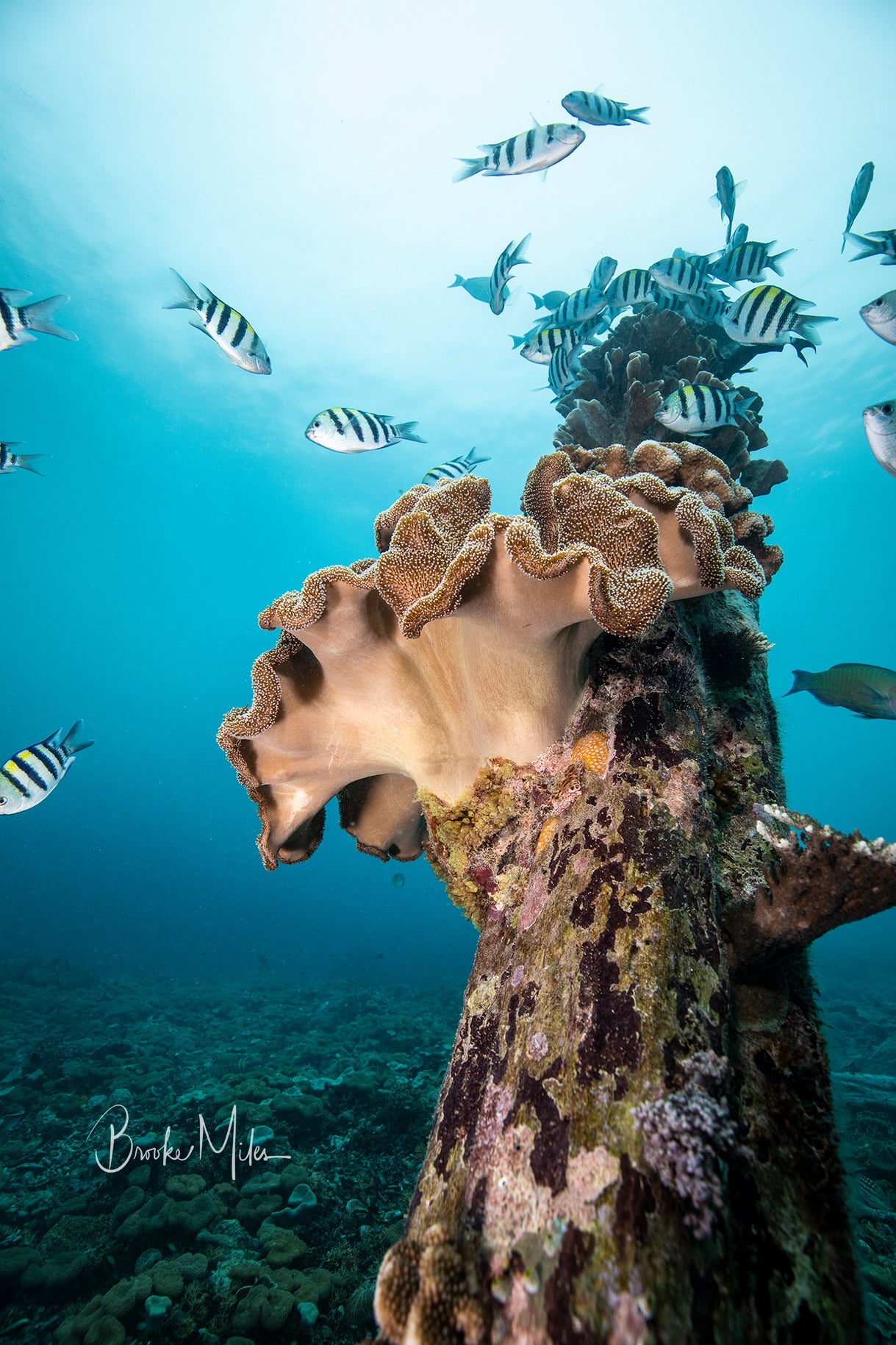 Harbour of Life - Underwater Reef Print