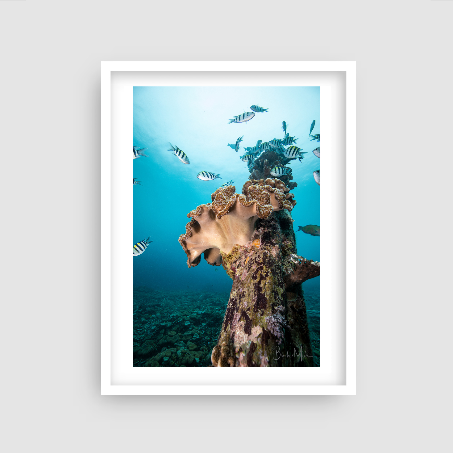 Harbour of Life - Underwater Reef Print