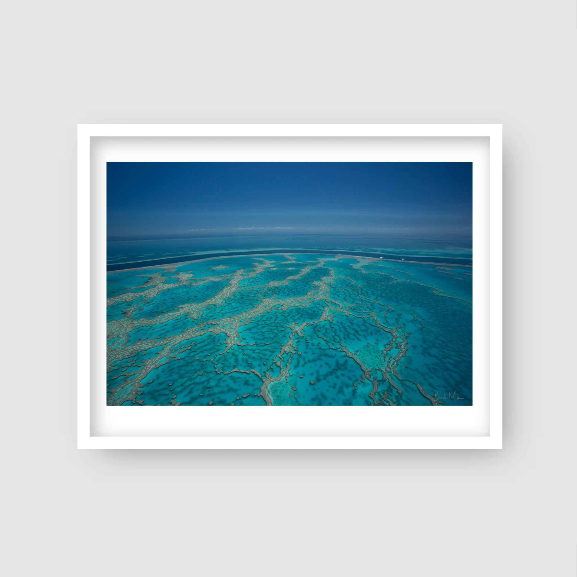 Hardy's Veins - Great Barrier Reef Print