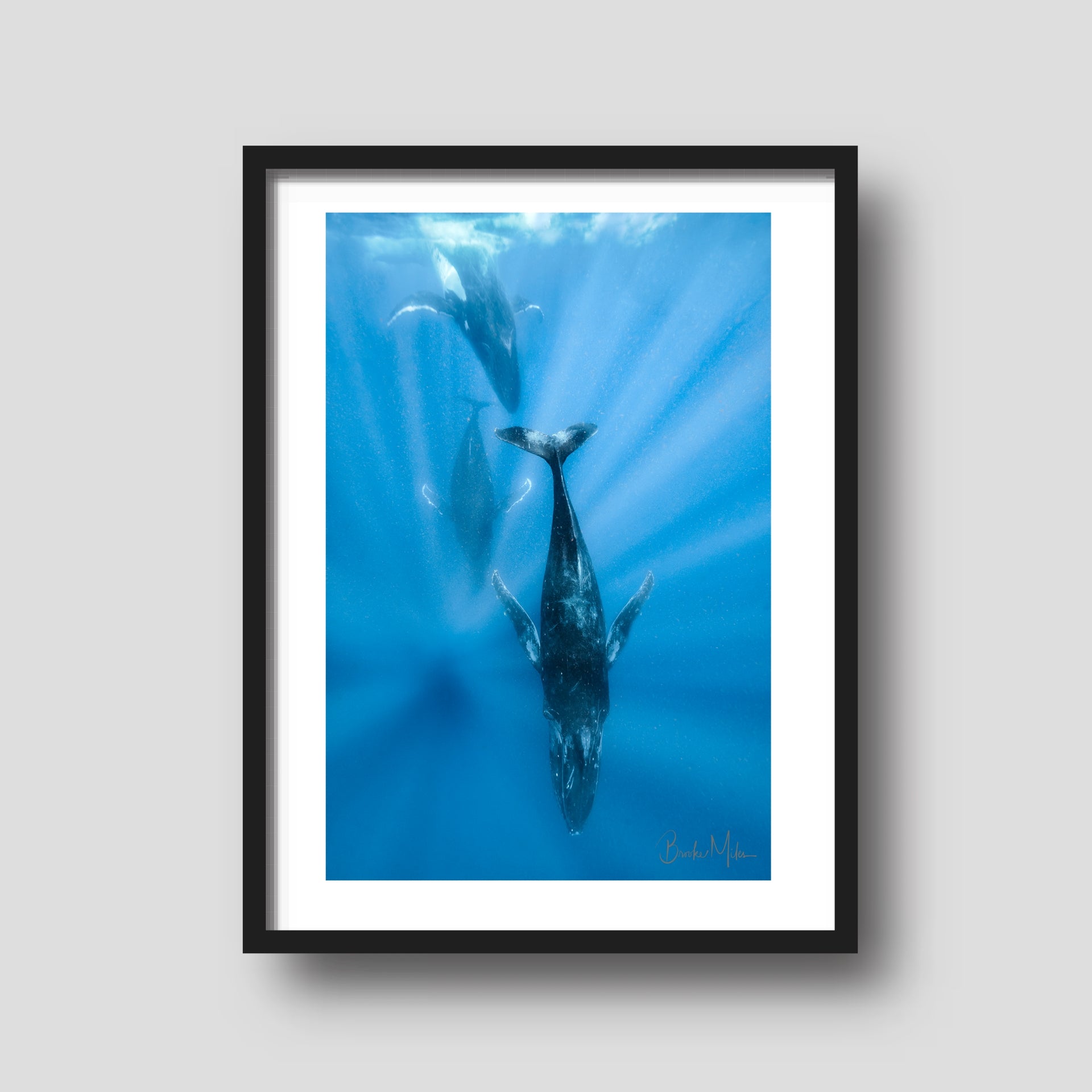 Heat Run - Humpback Whale Print