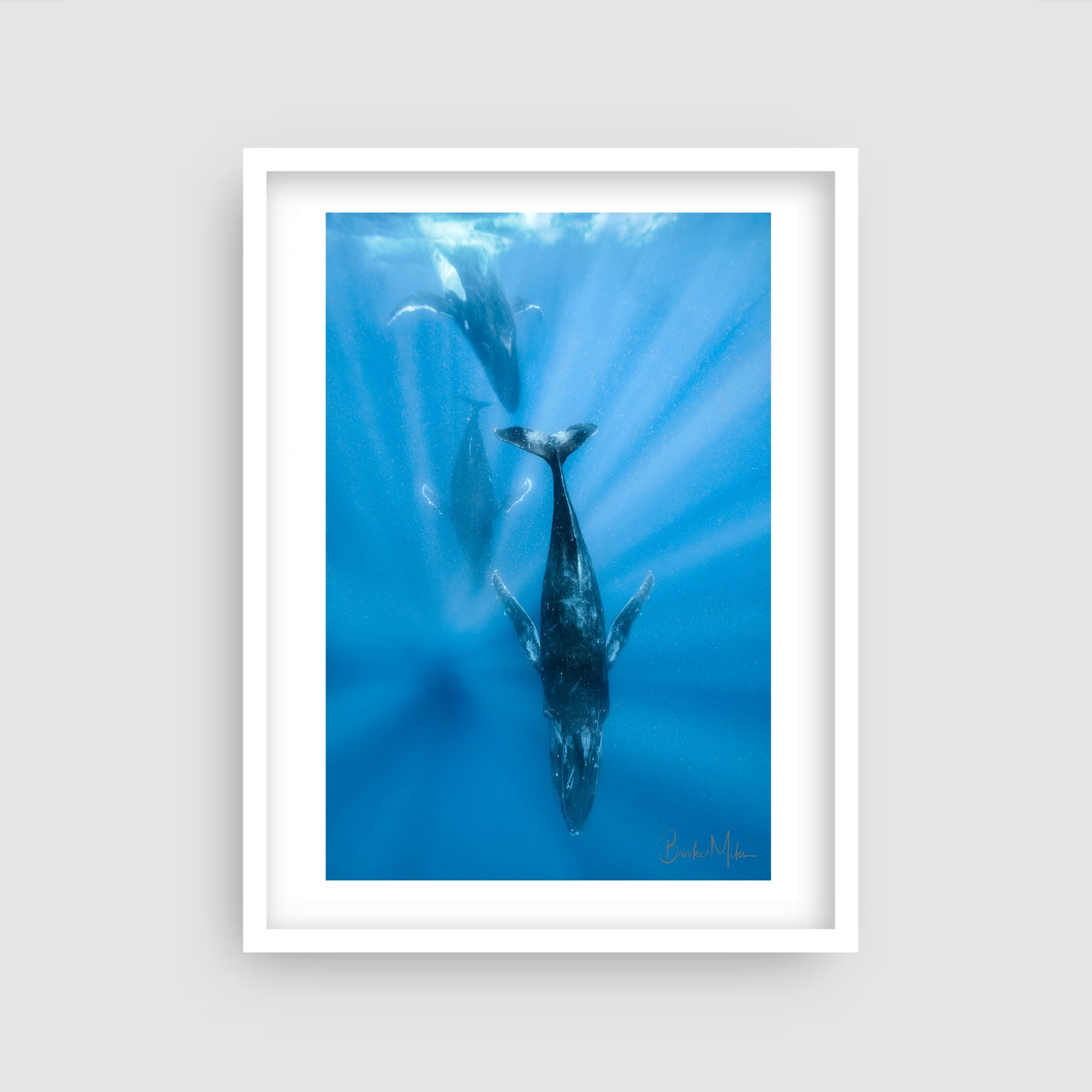 Heat Run - Humpback Whale Print