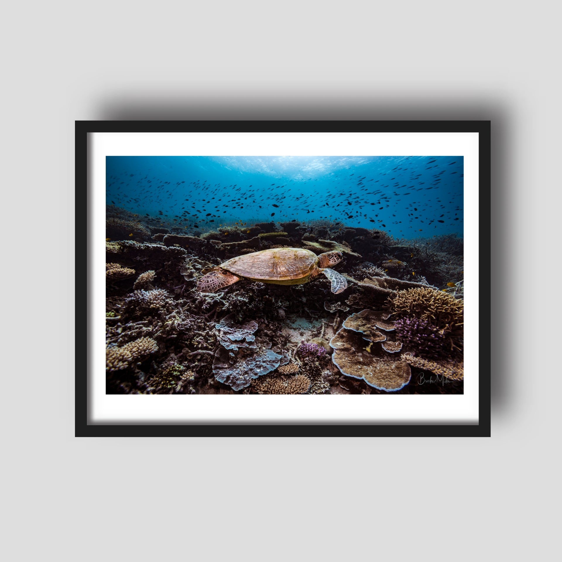 Home - Turtle Print