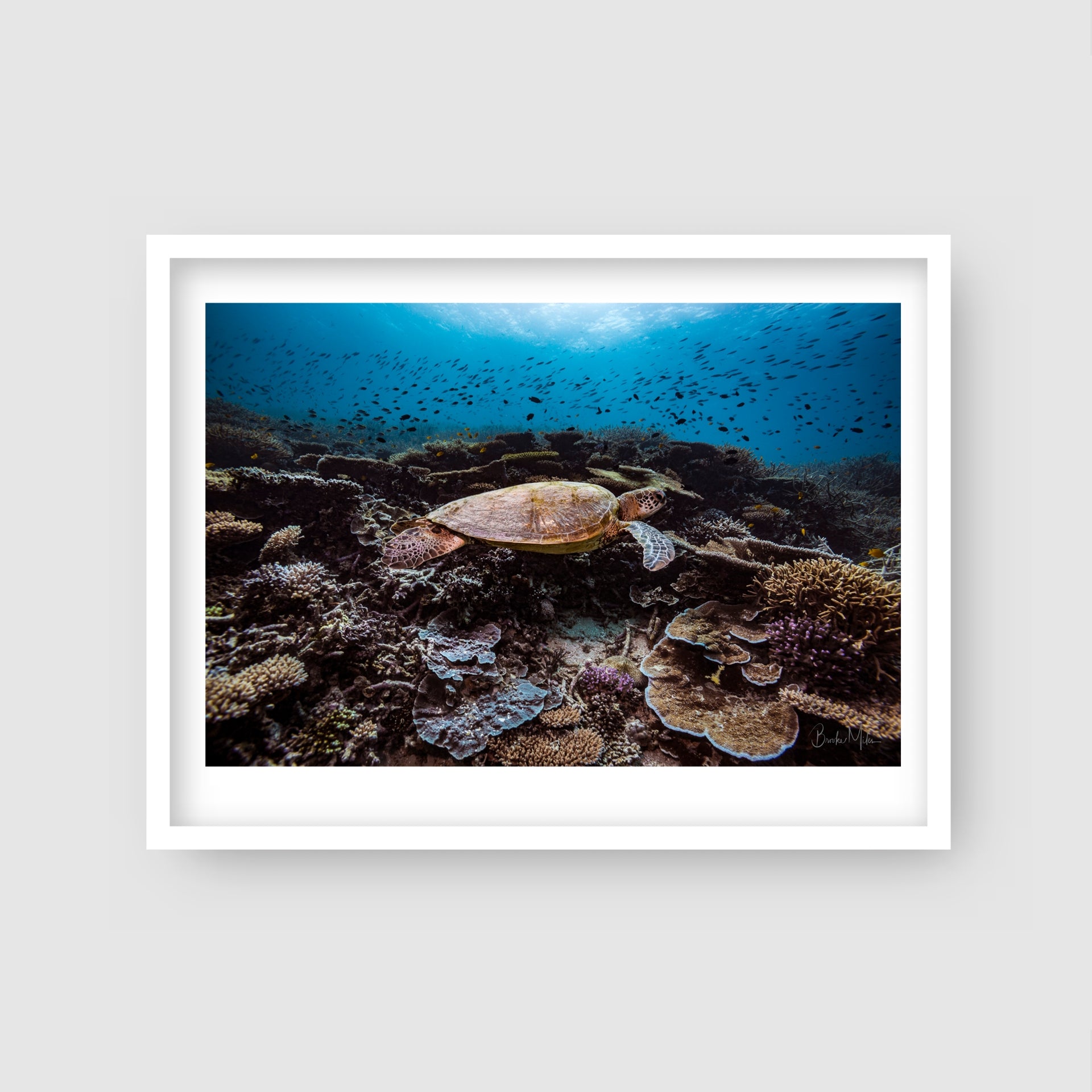 Home - Turtle Print