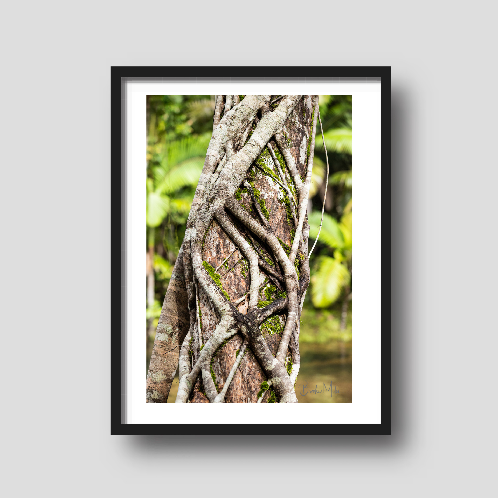 Hugs - Rainforest Print