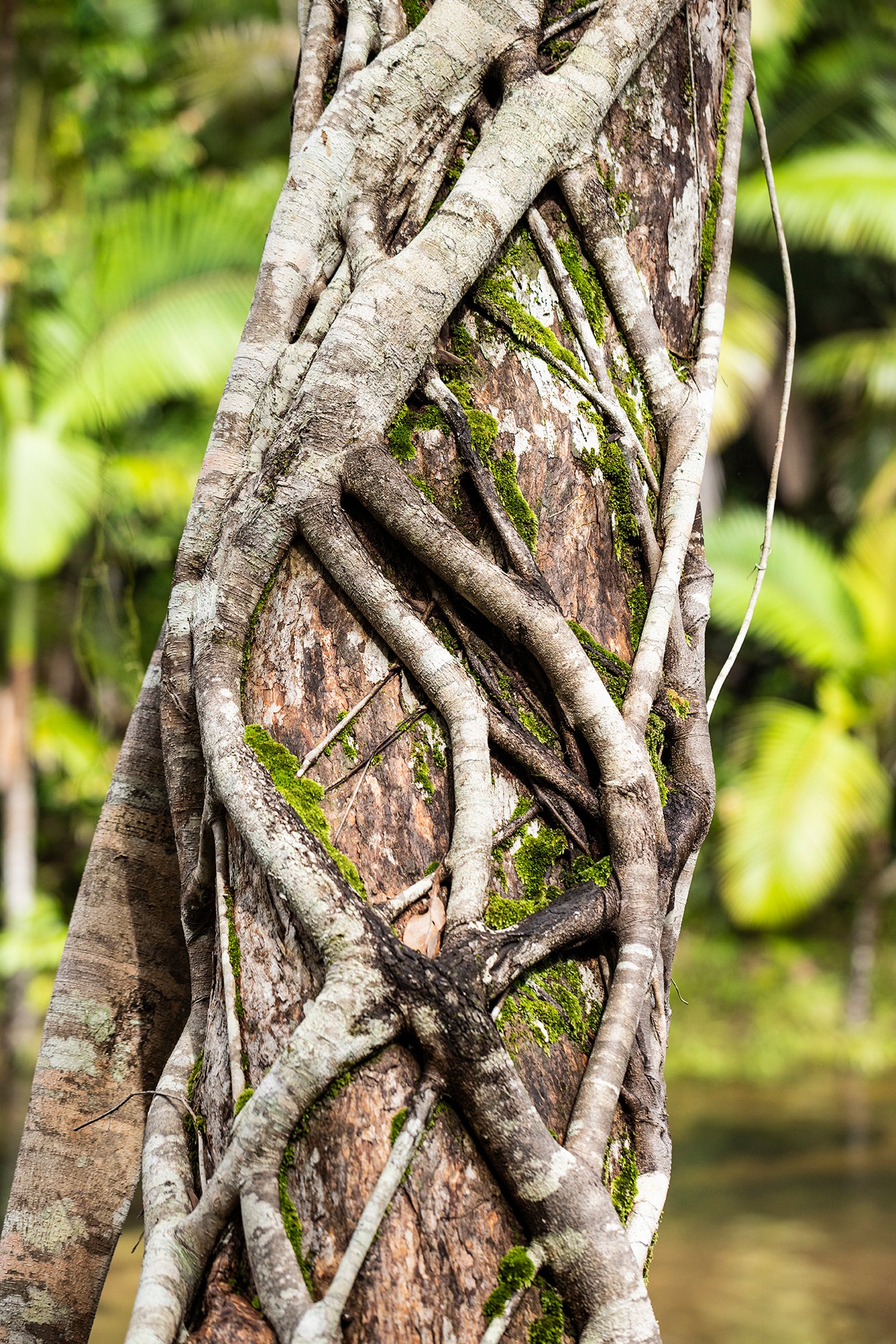 Hugs - Rainforest Print