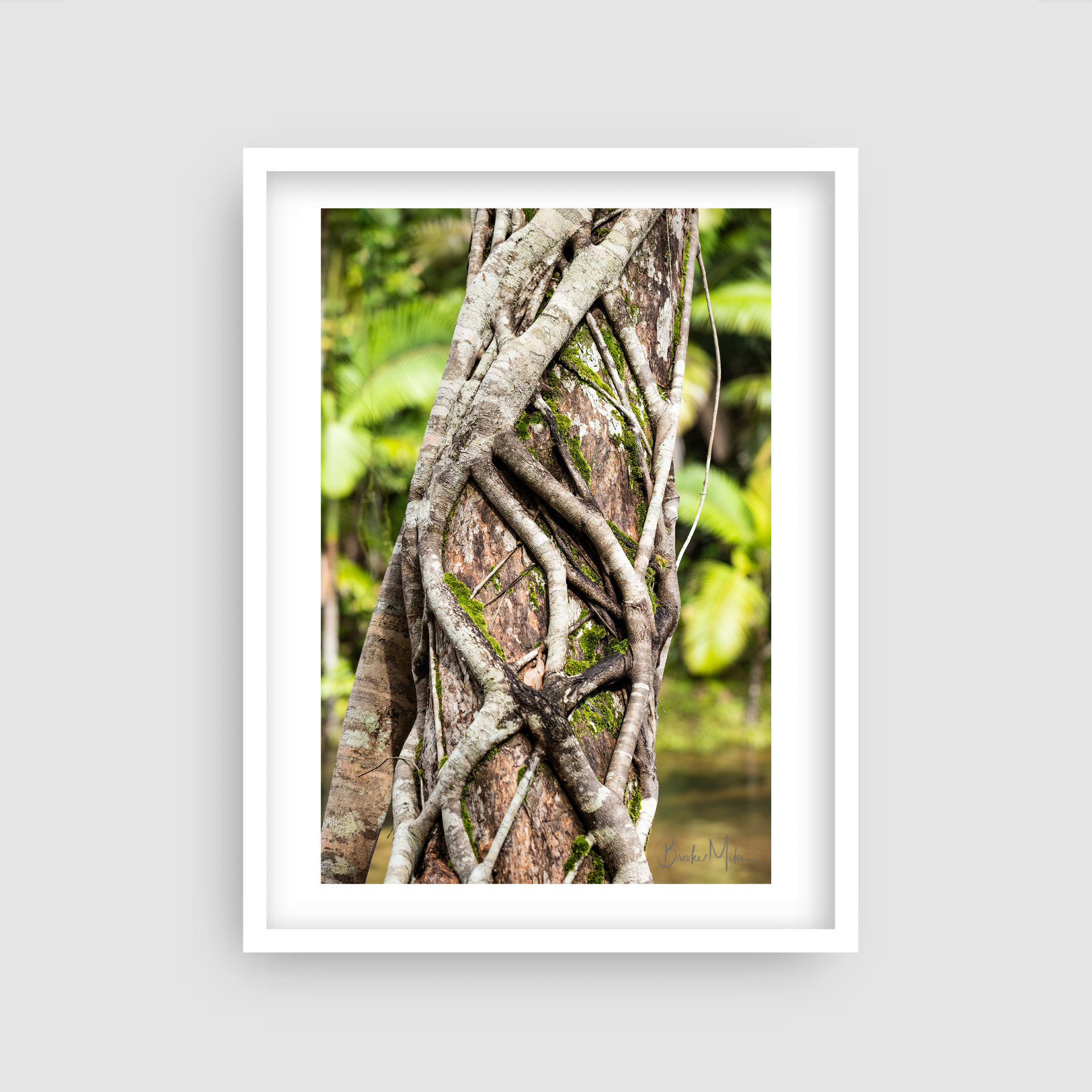 Hugs - Rainforest Print
