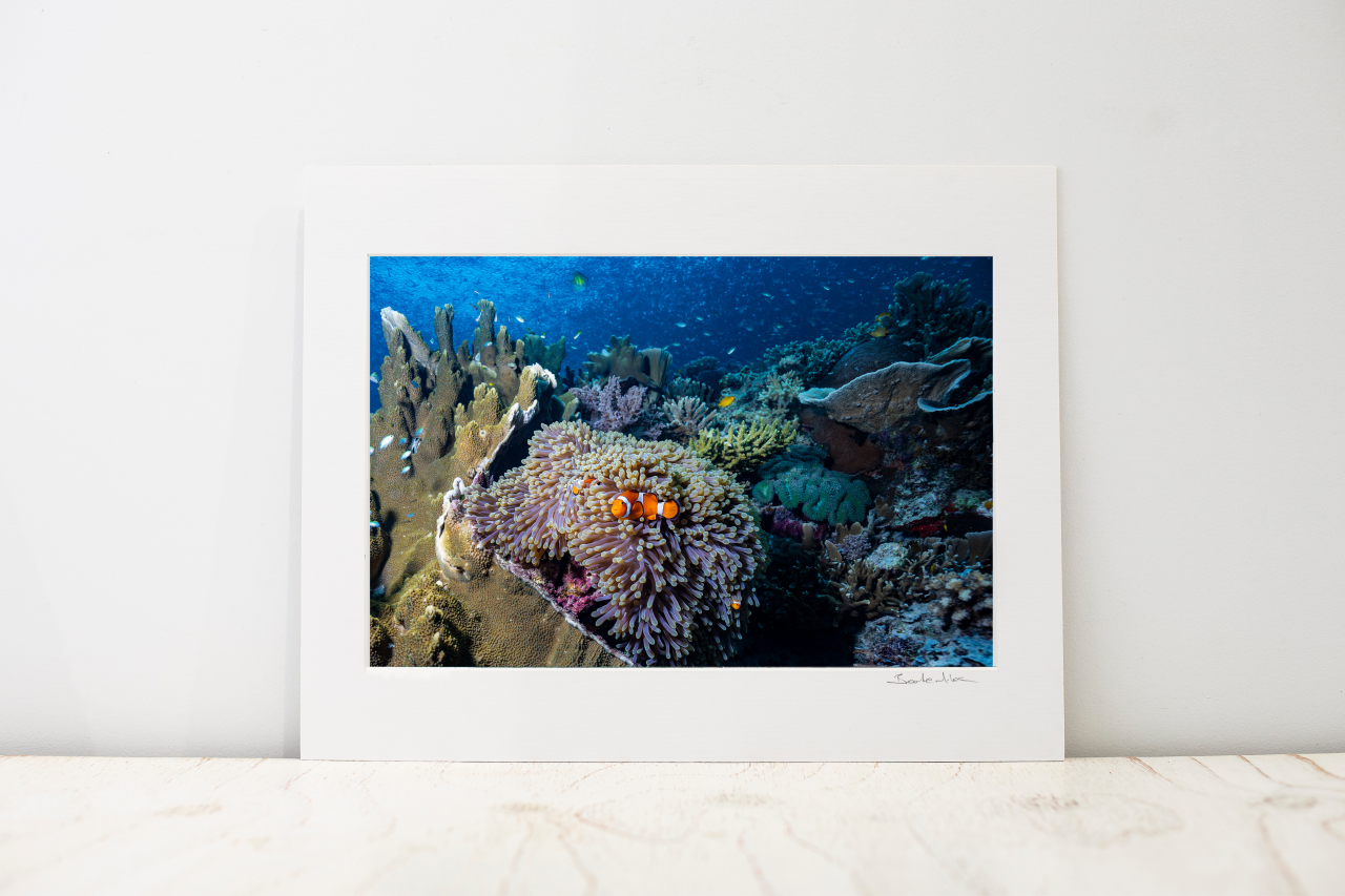 Photo Mount - 'Immunity'