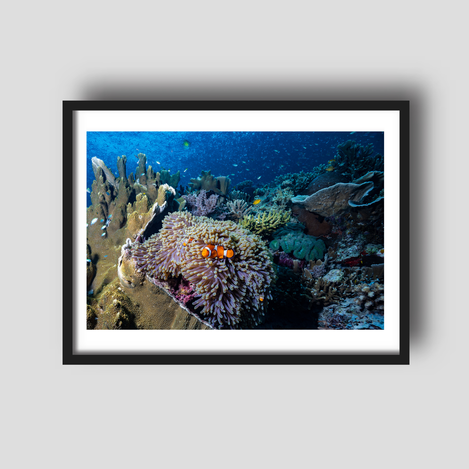 Immunity - Underwater Reef Print