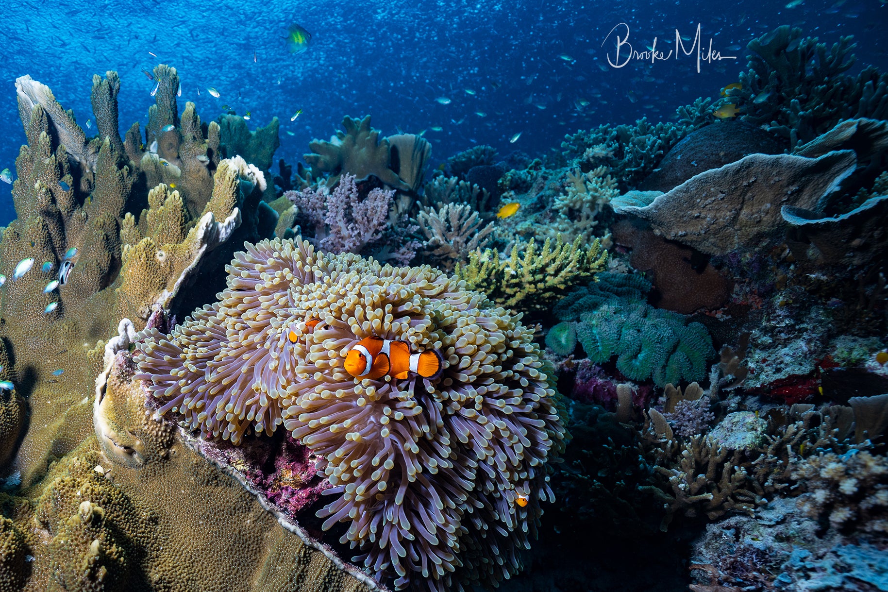 Immunity - Underwater Reef Print