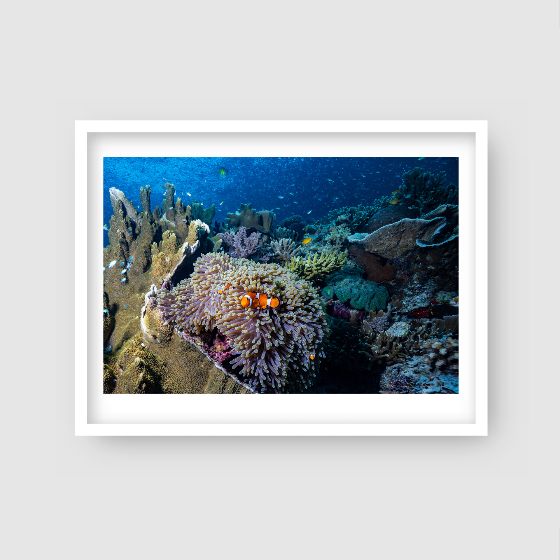 Immunity - Underwater Reef Print