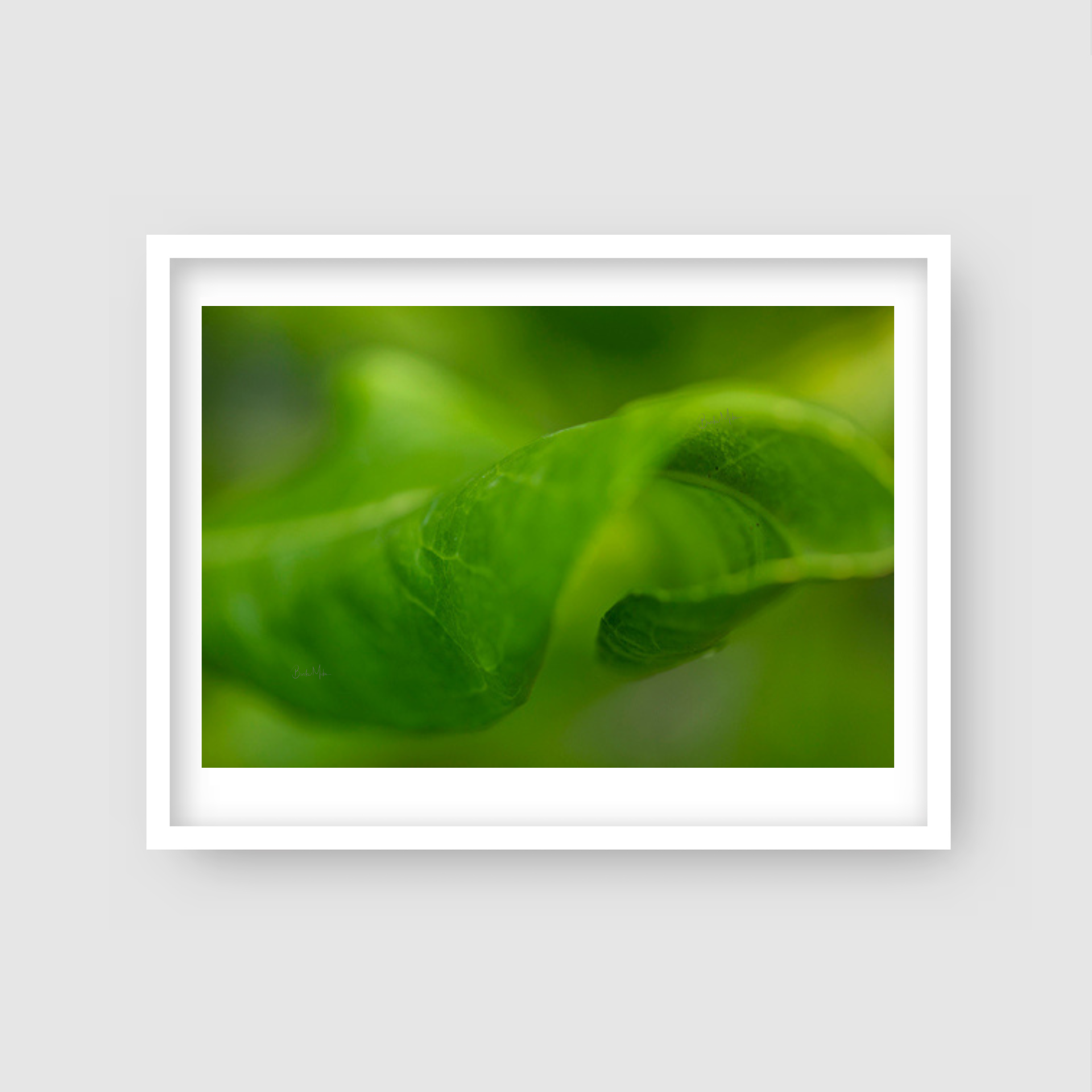 Inside the Leaf - Nature Print
