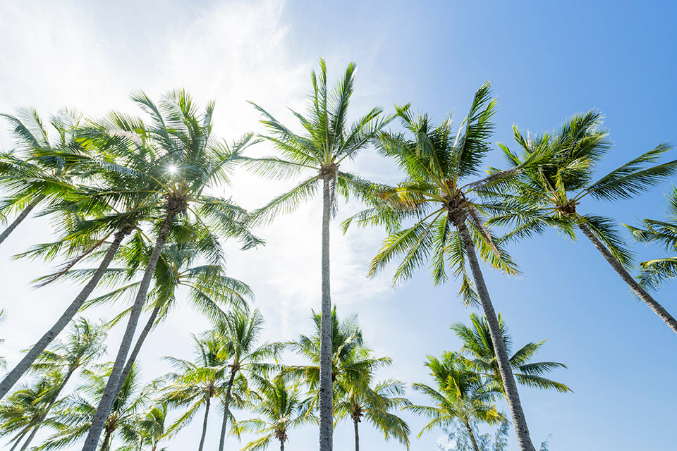 Island Glow - Palm Tree Print