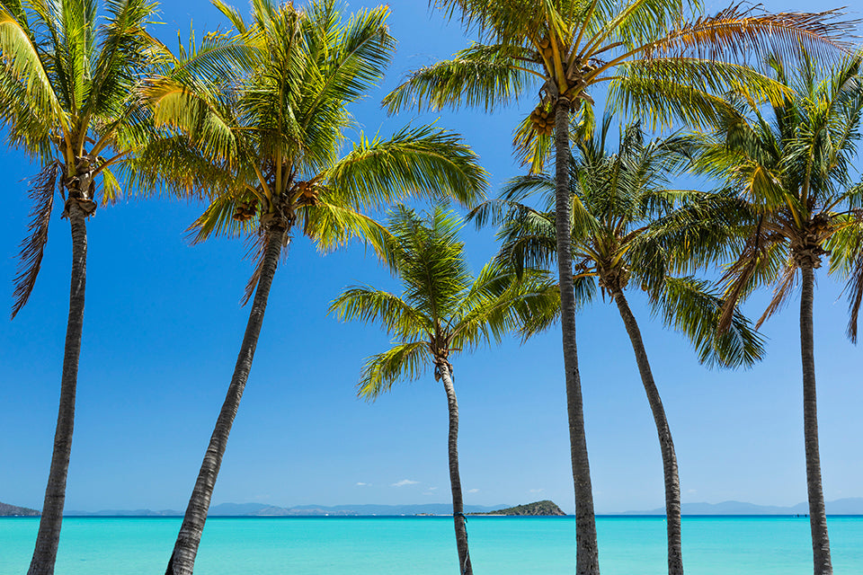 Island Oasis - Island Palm Tree Print