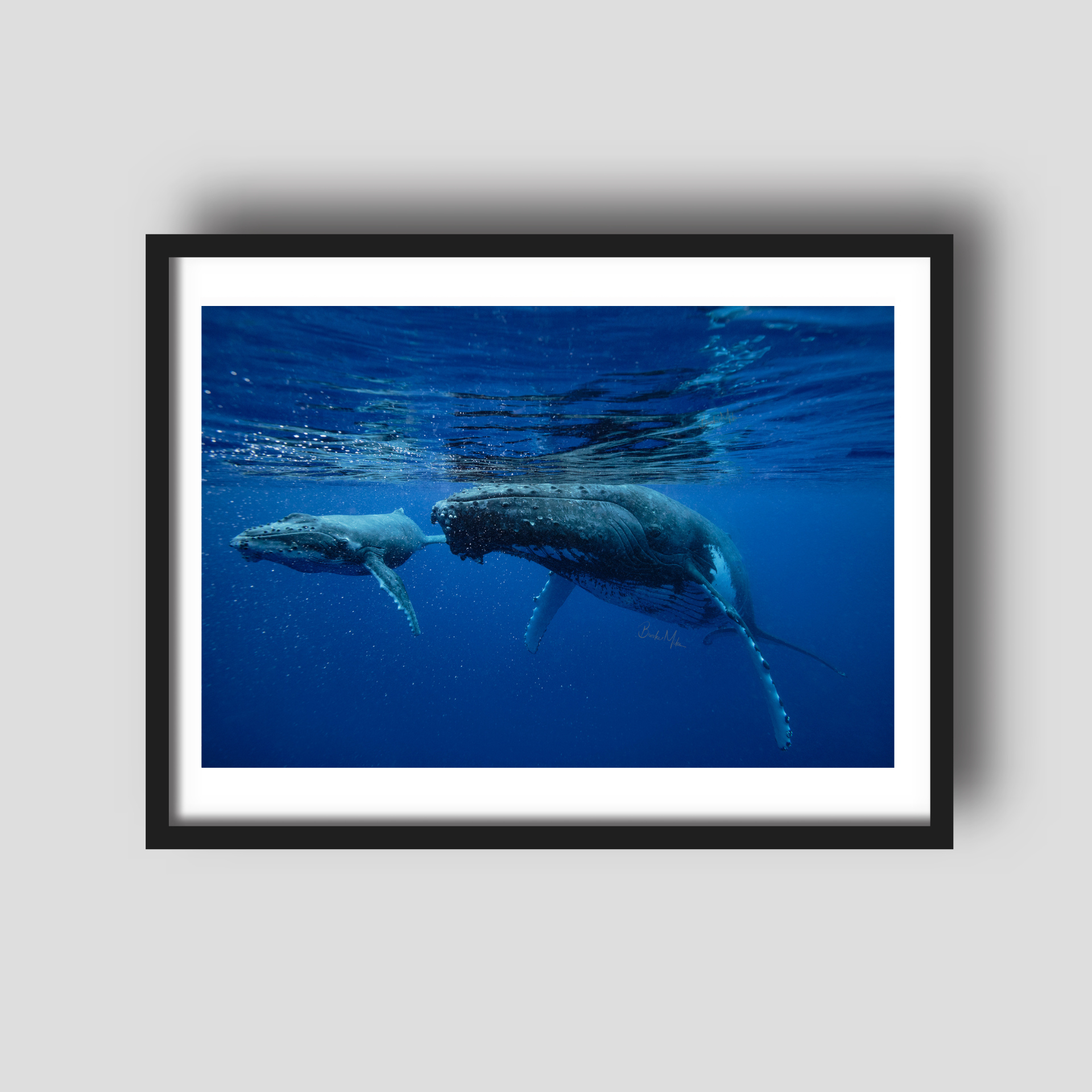 Just Passing Through - Humpback Whale Print