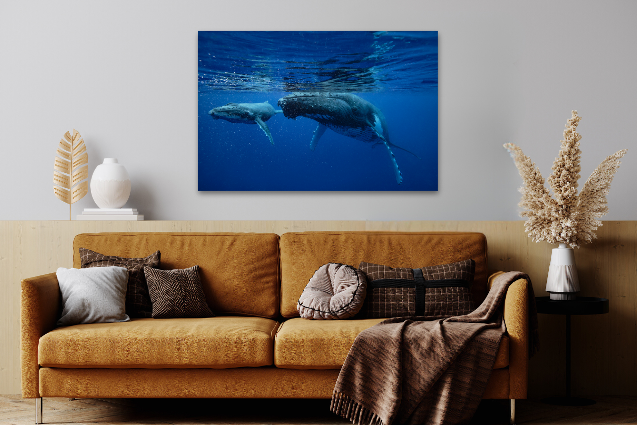 Just Passing Through - Humpback Whale Print