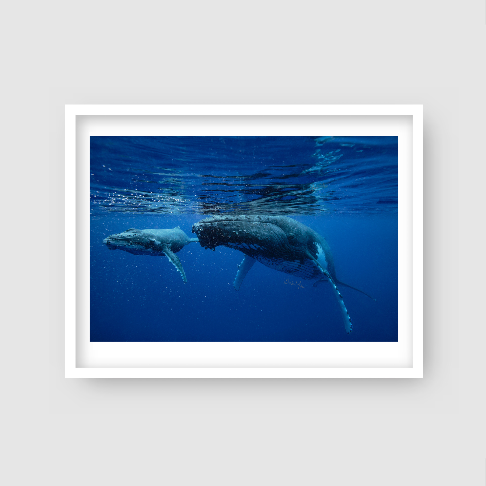 Just Passing Through - Humpback Whale Print