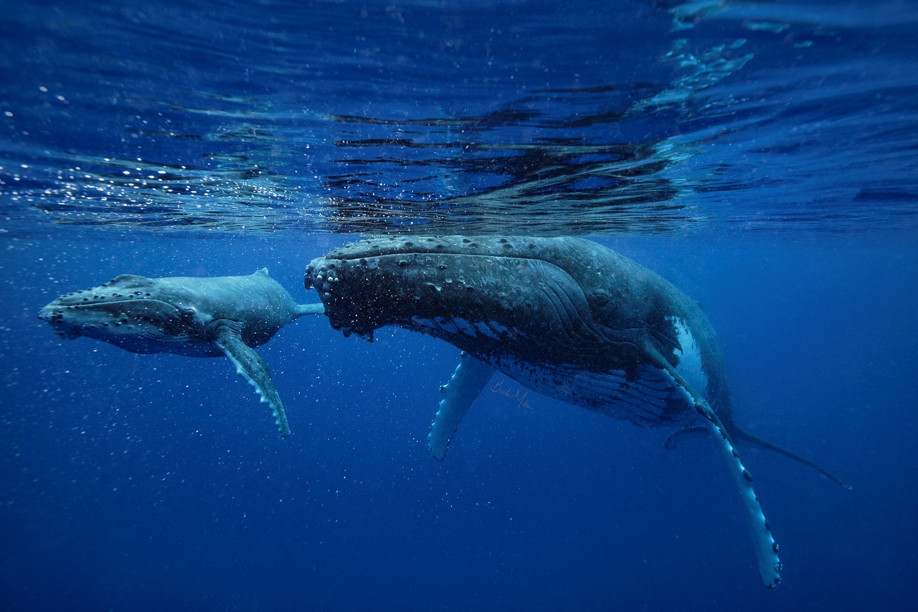 Just Passing Through - Humpback Whale Print