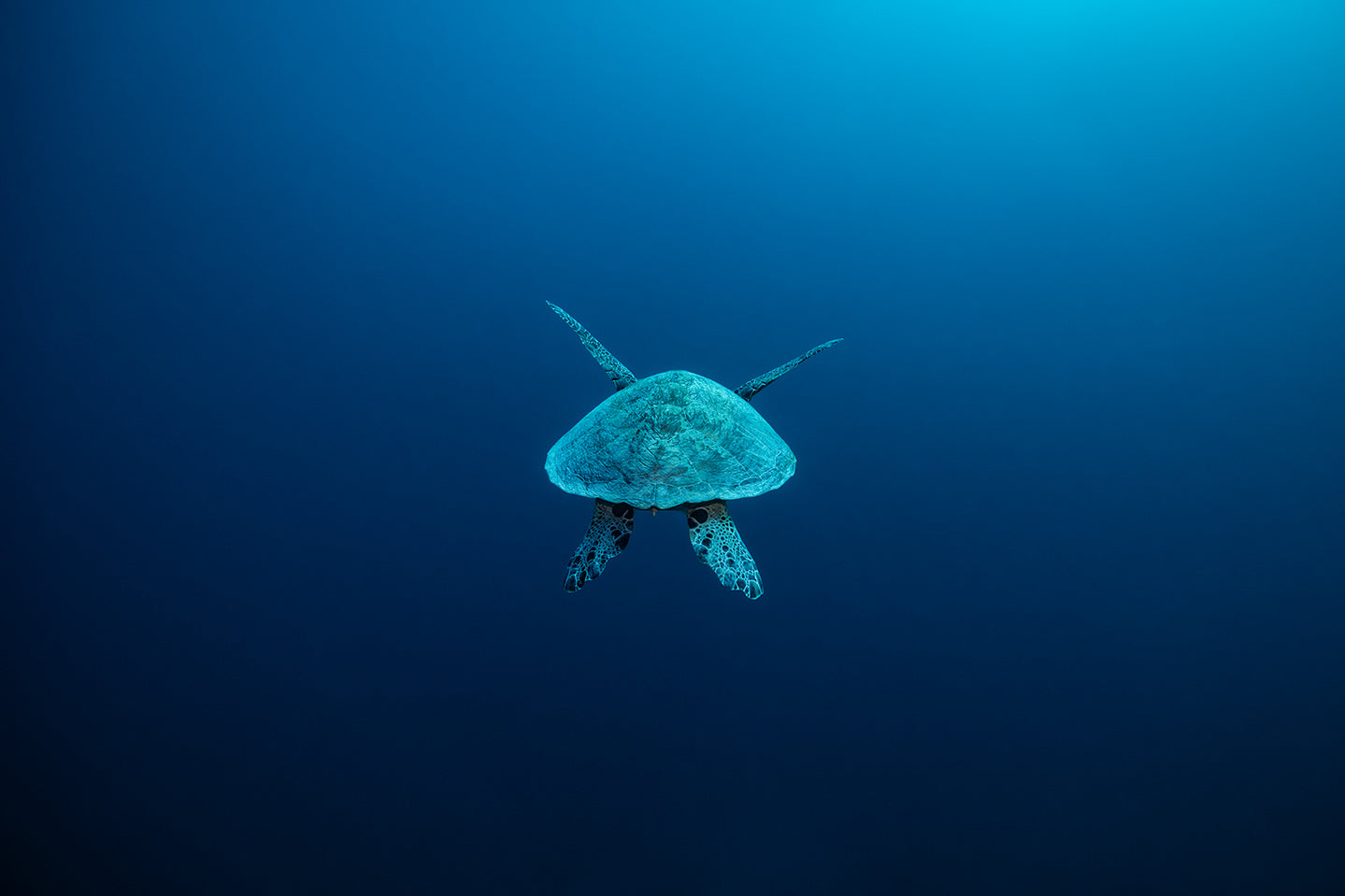 Later - Turtle Print