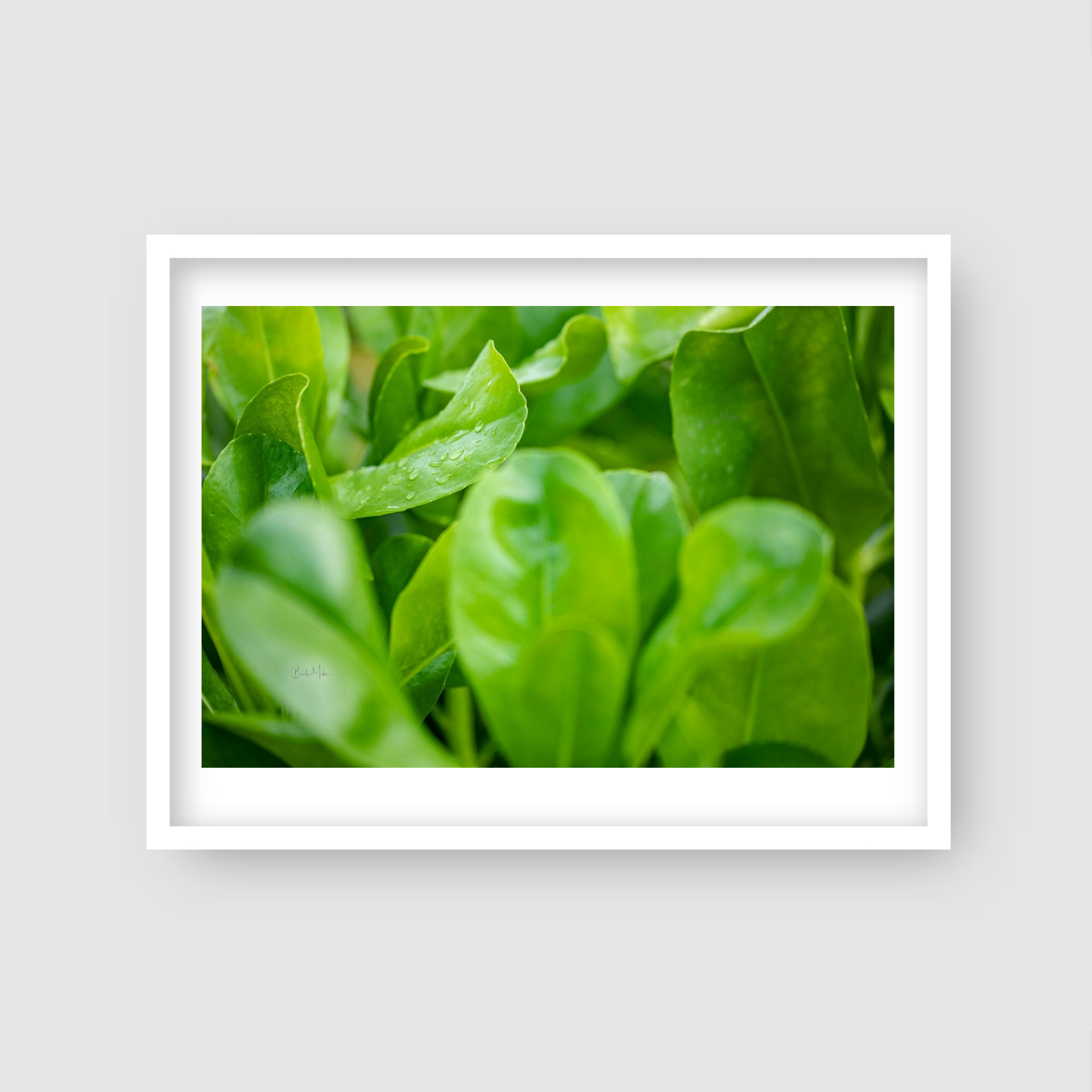 Leaf Abode - Nature Print