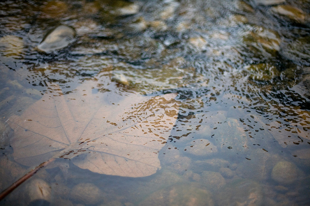 Leaf - Rainforest Print