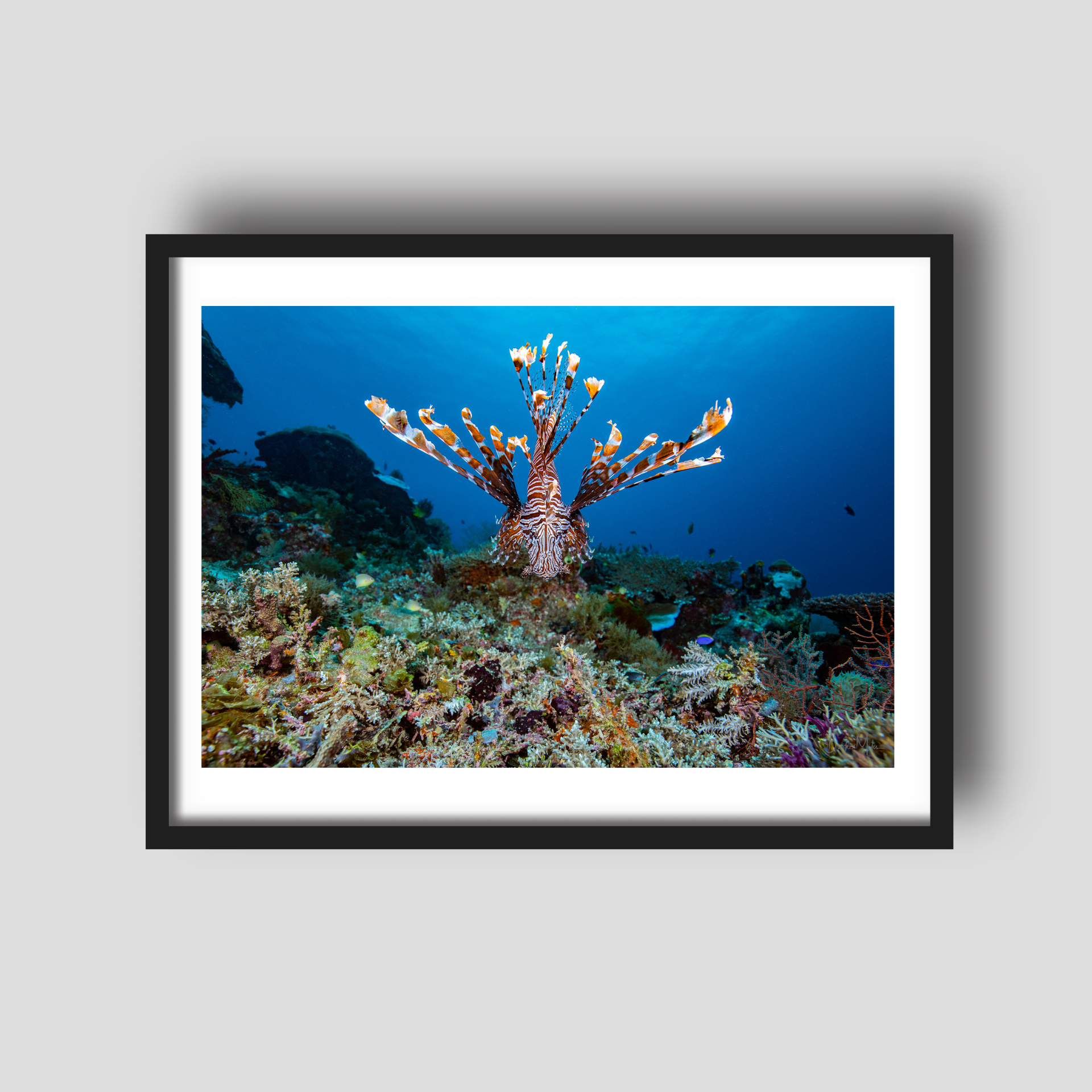 Lions Den - Underwater Fish Print