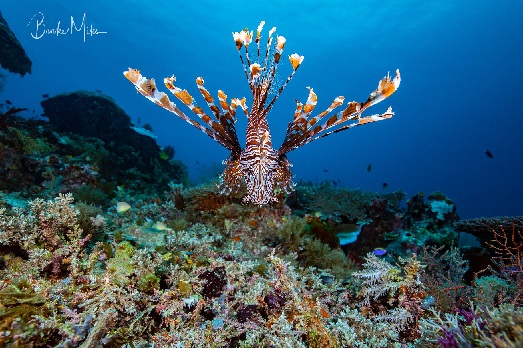 Lions Den - Underwater Fish Print