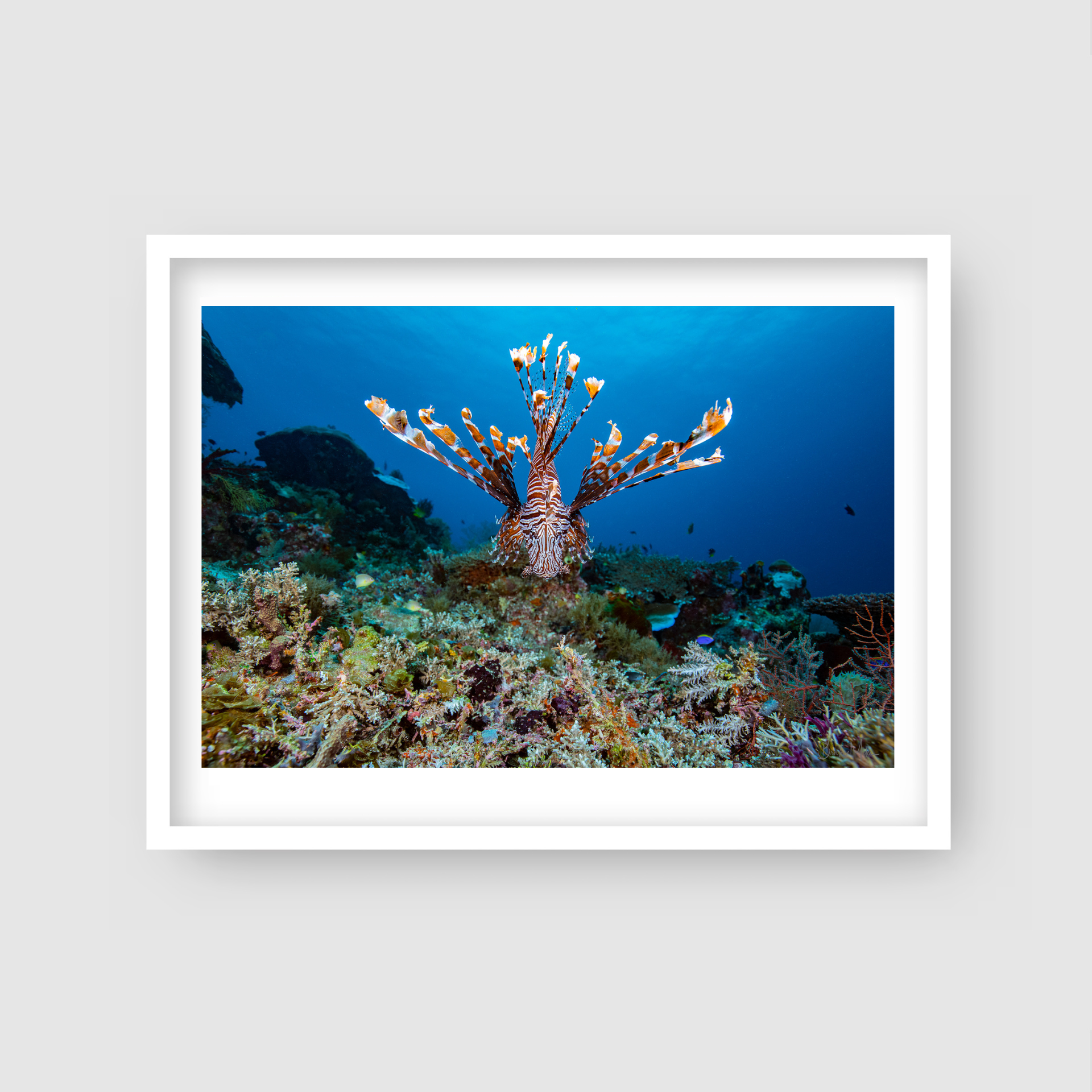 Lions Den - Underwater Fish Print