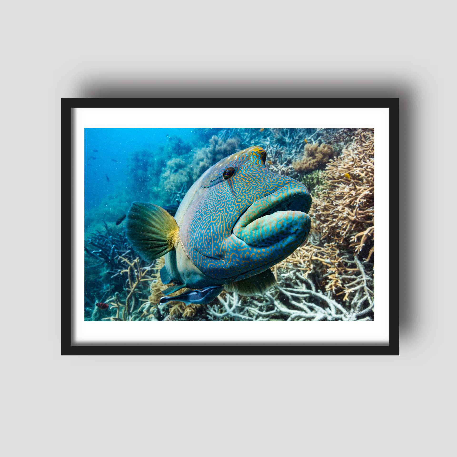 Lippy - Underwater Humphead Print