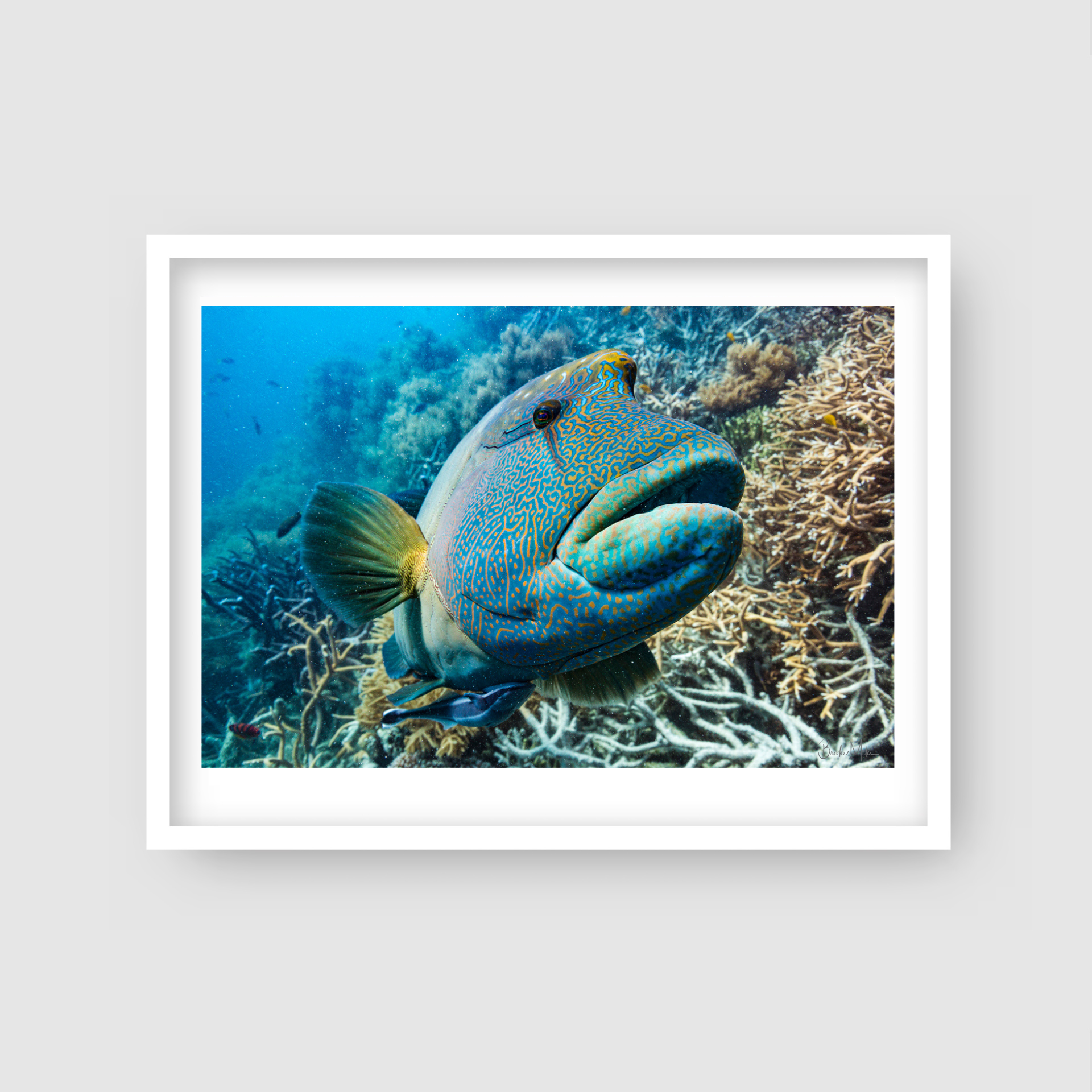 Lippy - Underwater Humphead Print