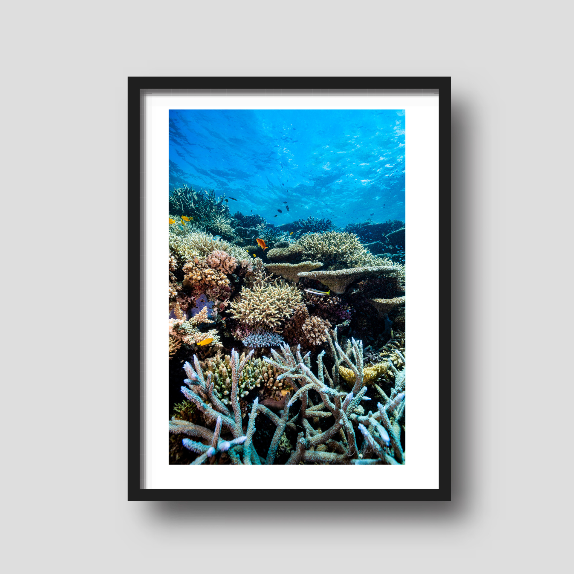 Lower Levels - Underwater Reef Print