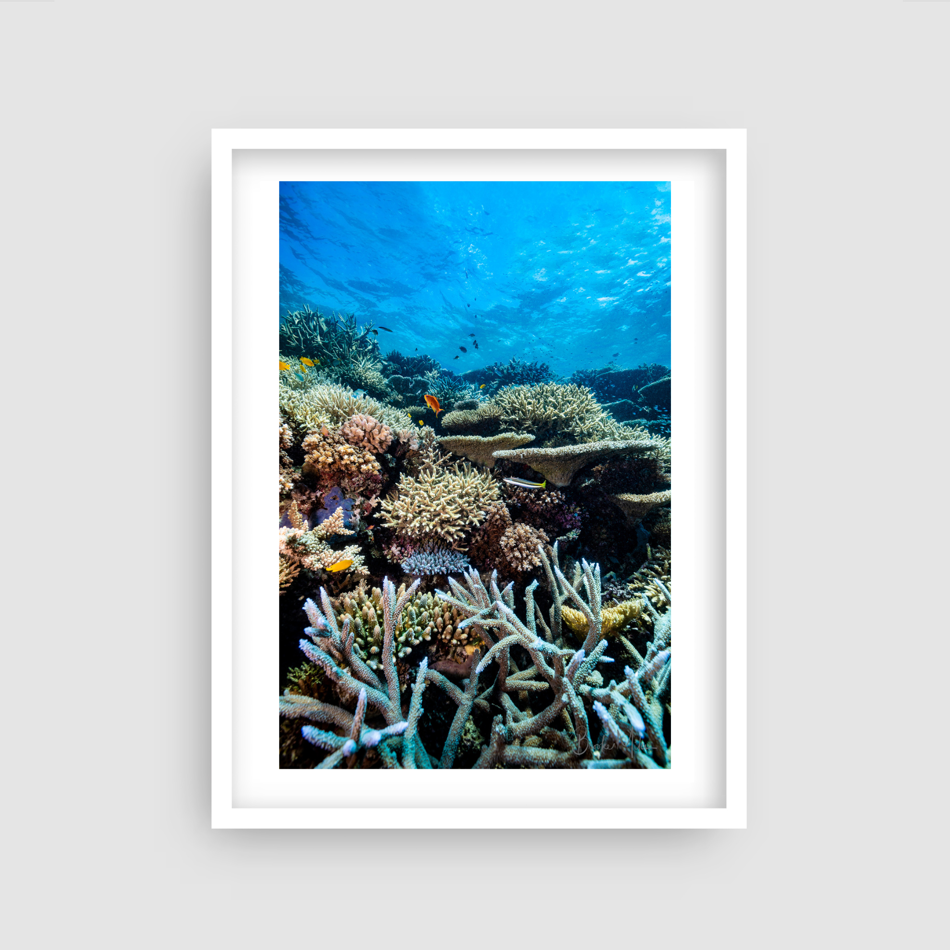 Lower Levels - Underwater Reef Print