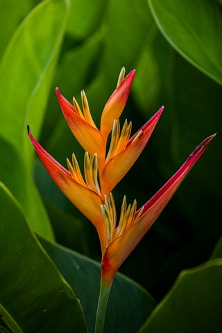 Paradise Portrait - Flower Print