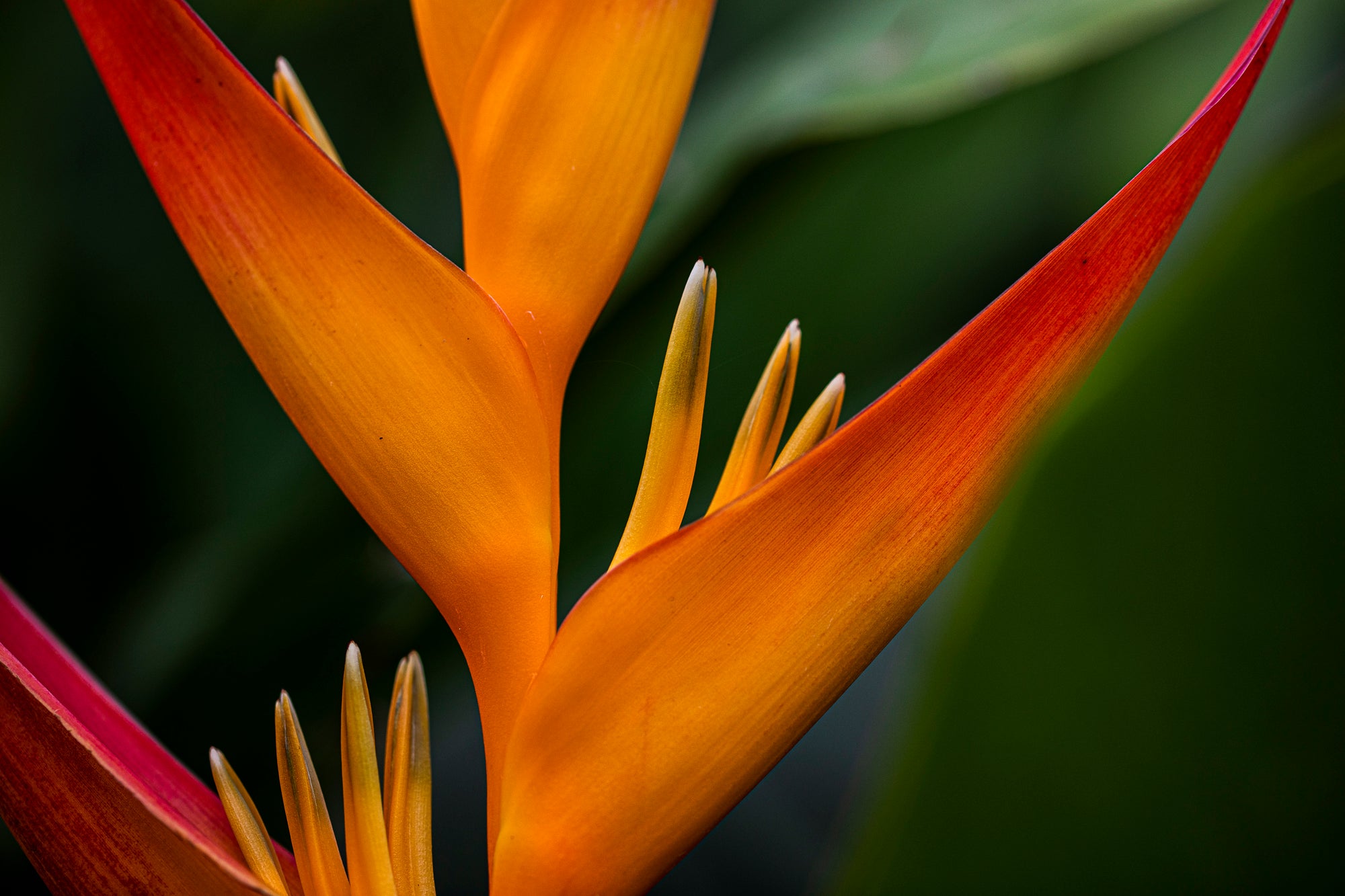 Birds of Paradise - Flower Print