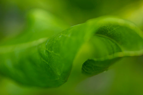 Inside the Leaf - Nature Print
