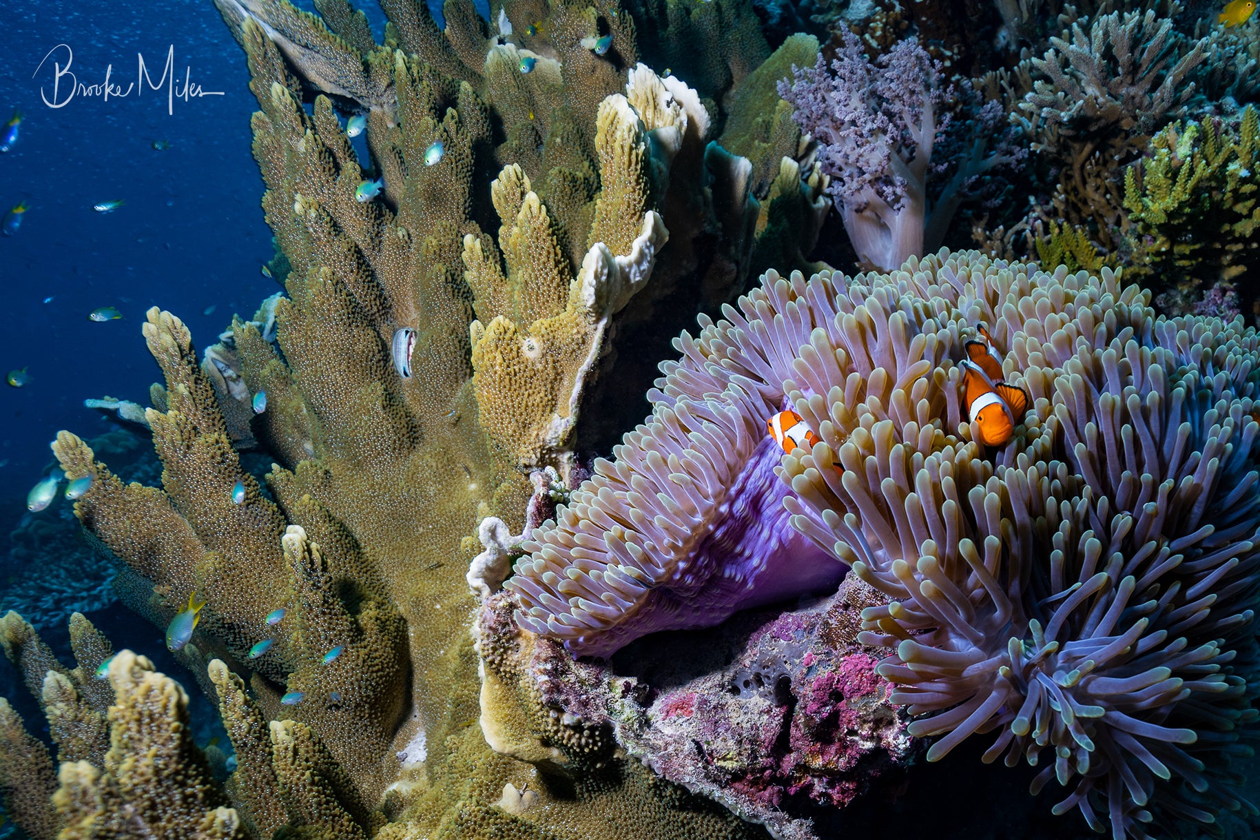 Magnifica - Underwater Reef Print
