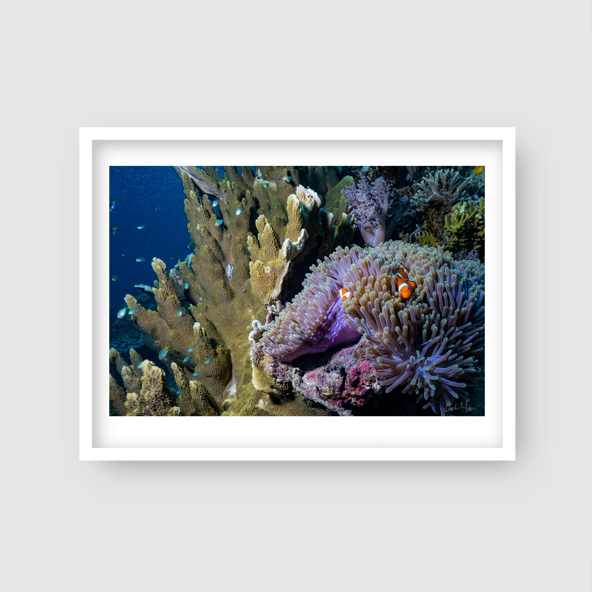Magnifica - Underwater Reef Print