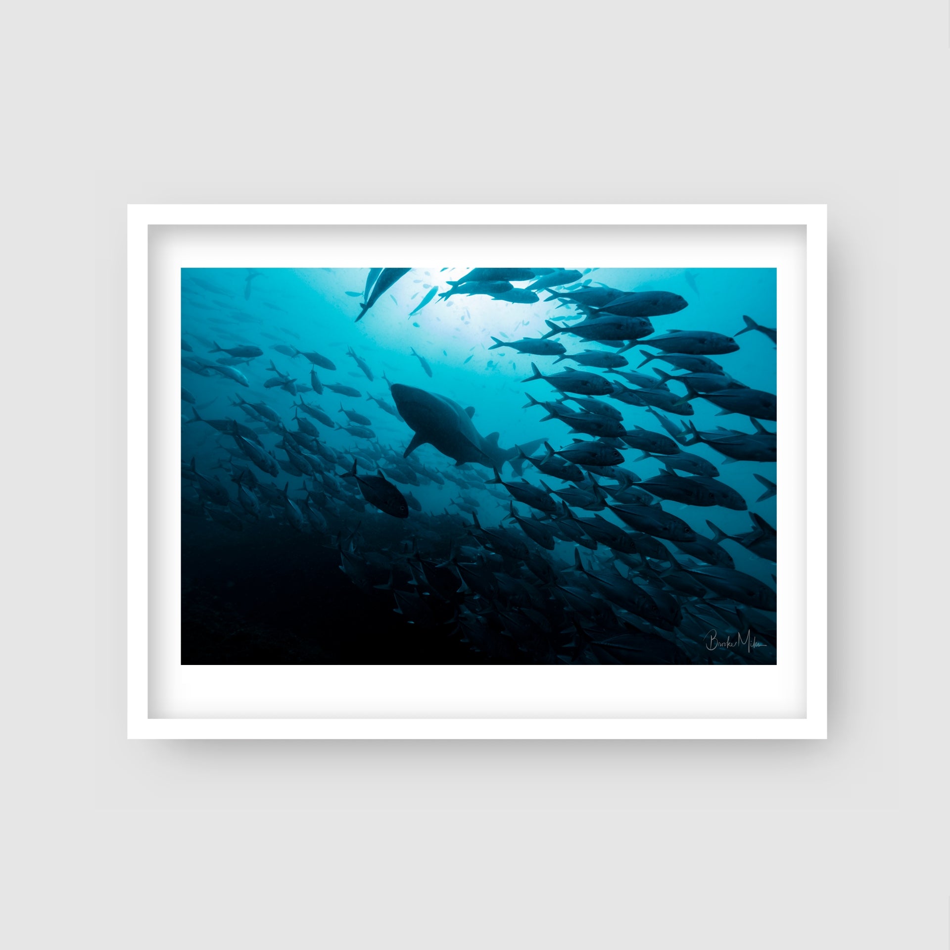 Make Way - Underwater Fish Print