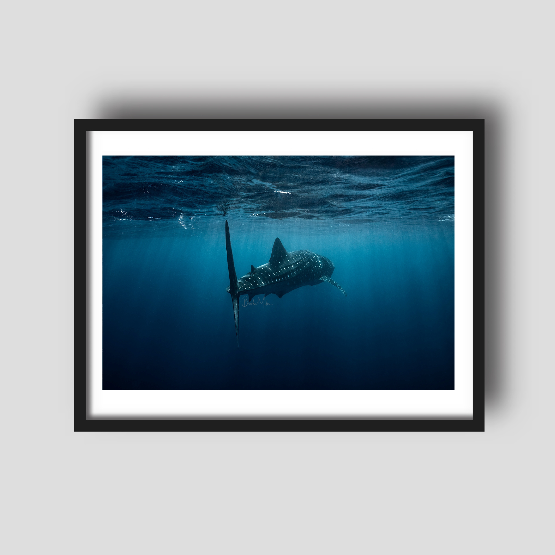 Mandu - Whale Shark Print
