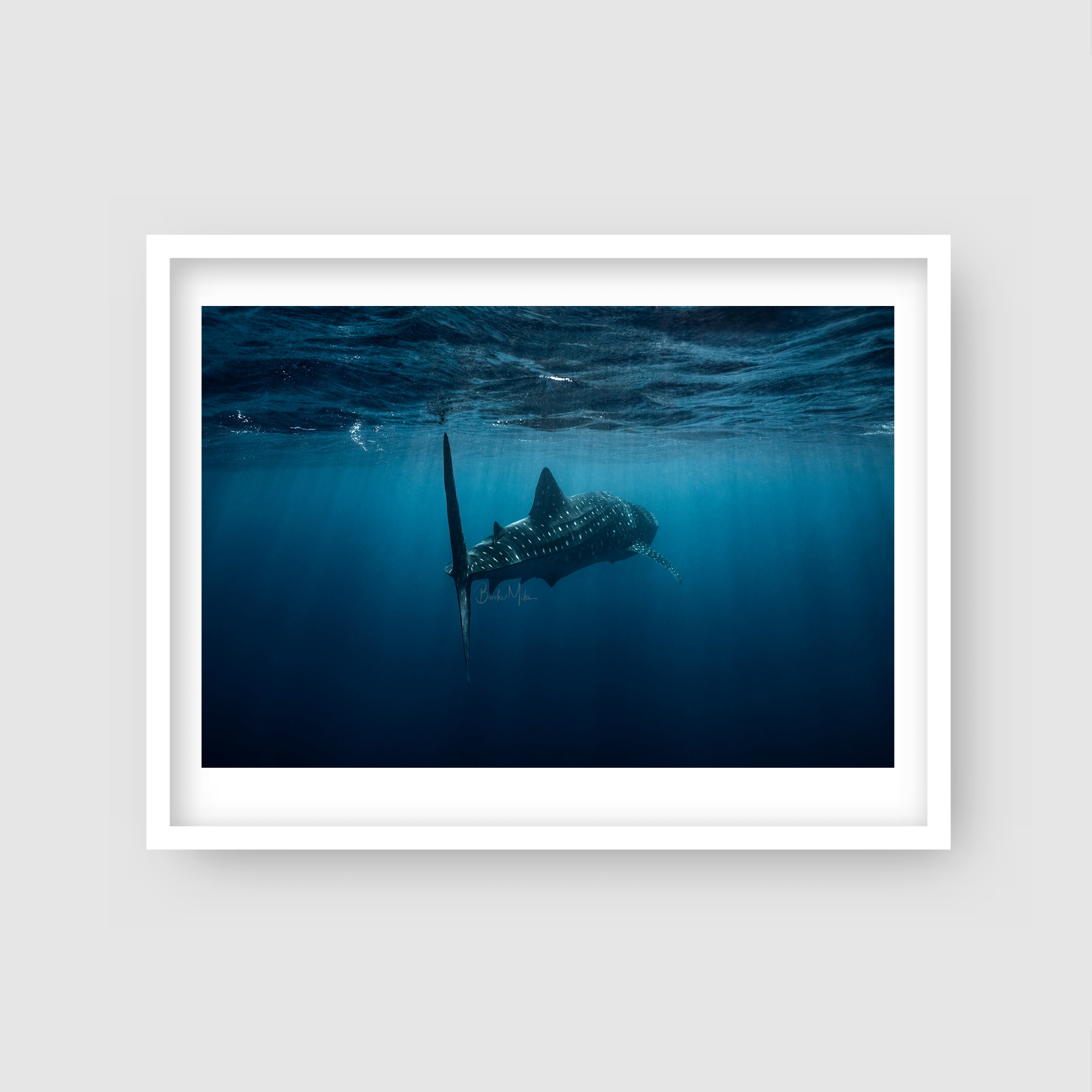 Mandu - Whale Shark Print