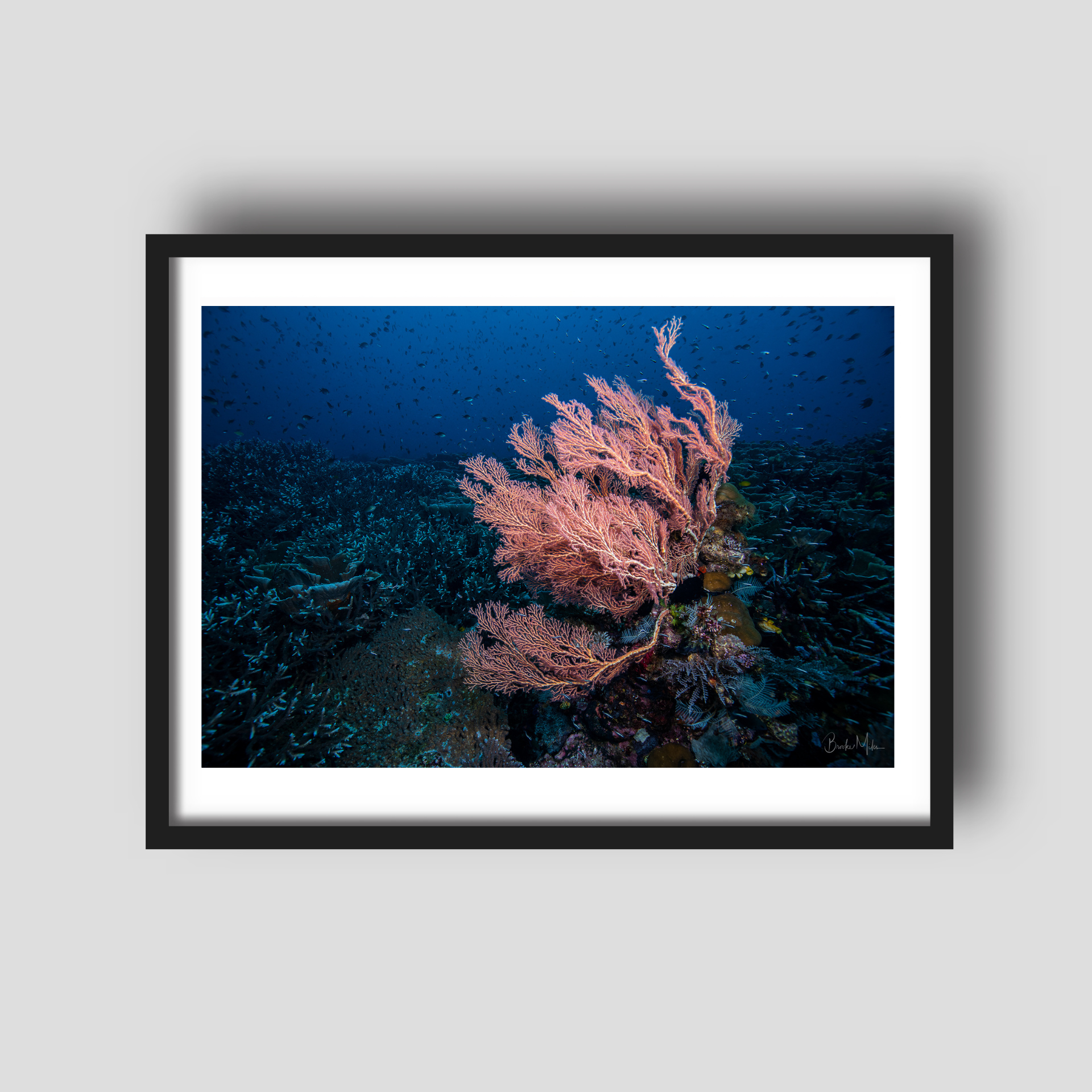 Medium Delight - Underwater Reef Print