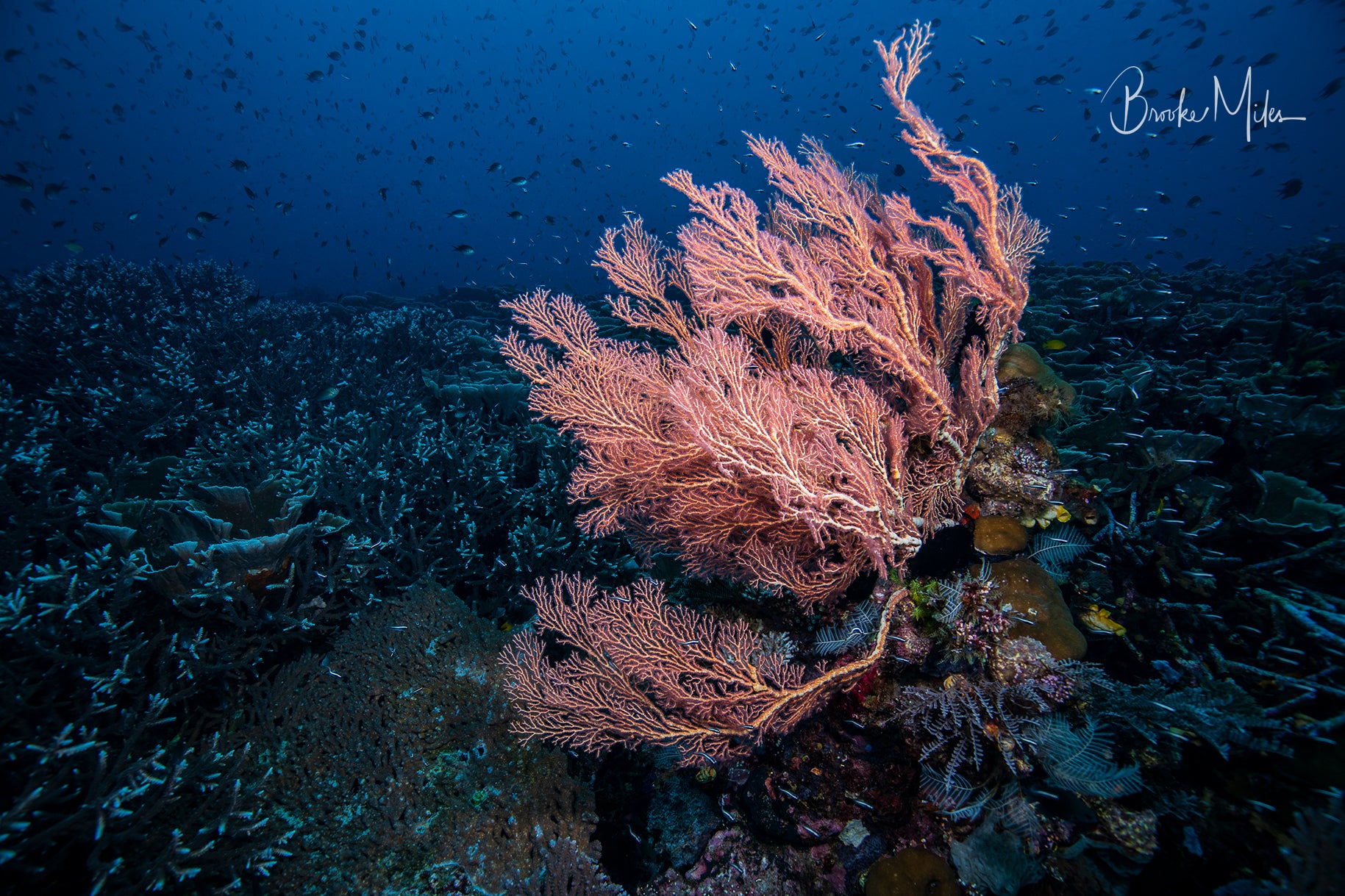 Medium Delight - Underwater Reef Print