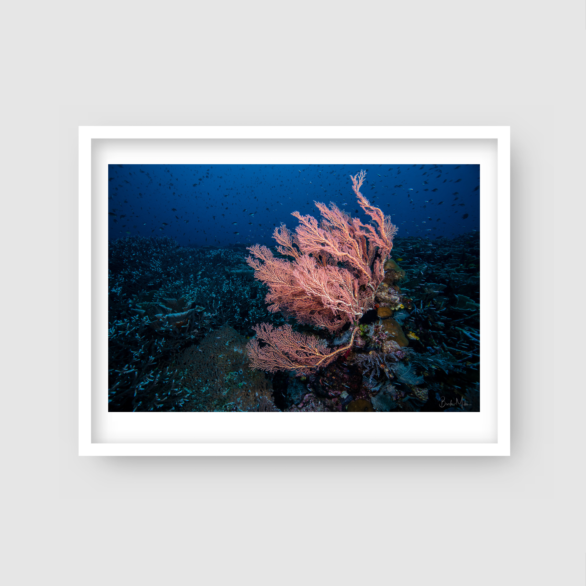 Medium Delight - Underwater Reef Print
