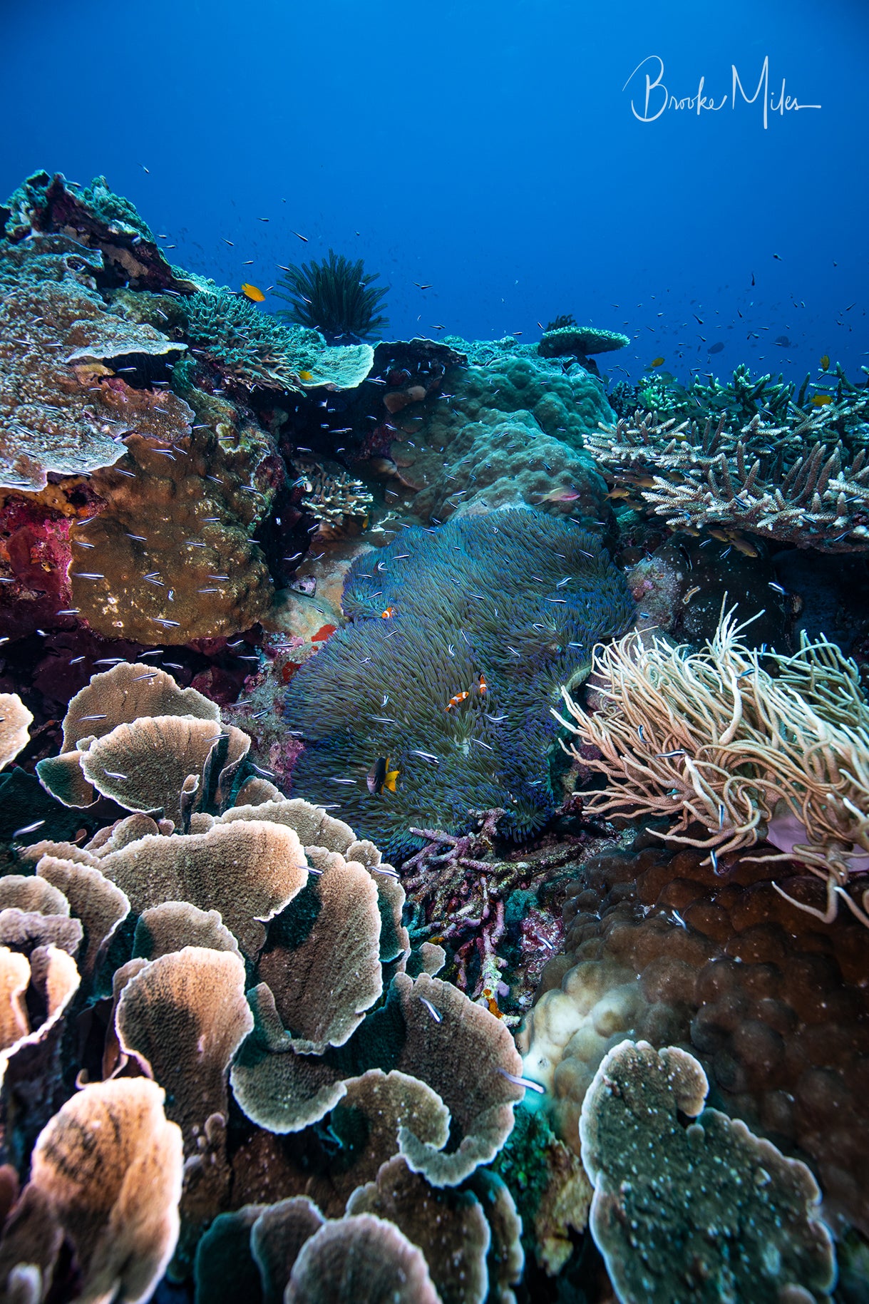 Melissa's Garden - Underwater Reef Print
