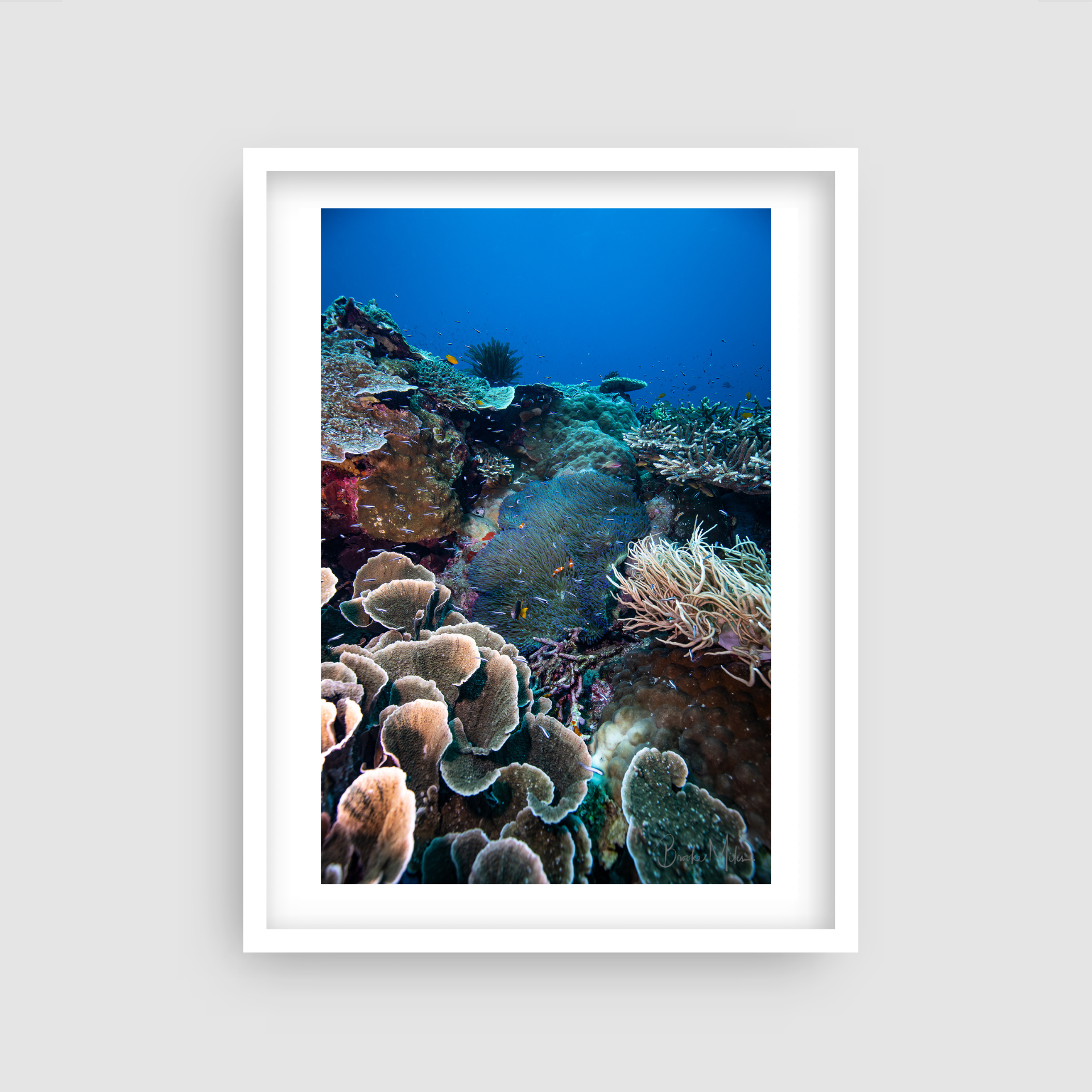 Melissa's Garden - Underwater Reef Print