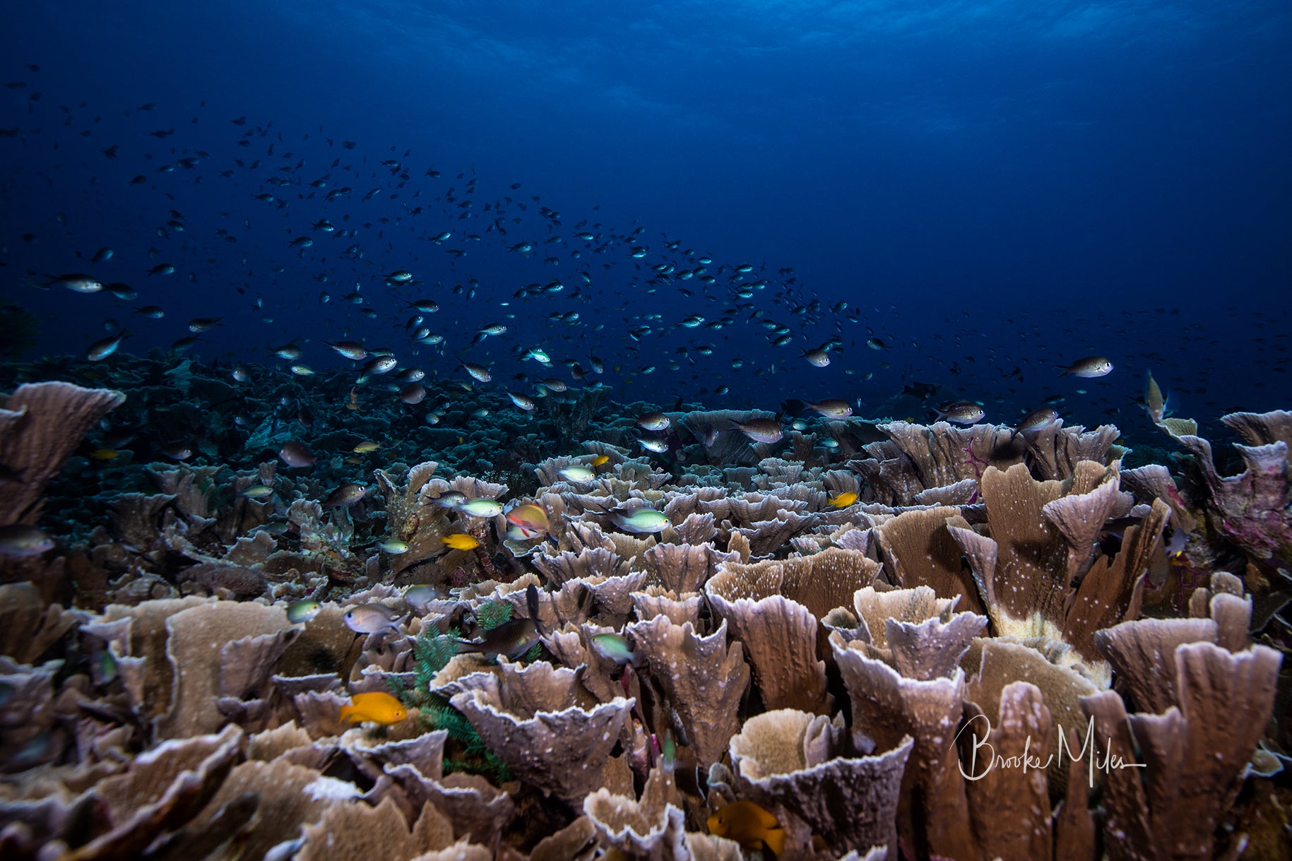 Melissa's Playground - Underwater Reef Print