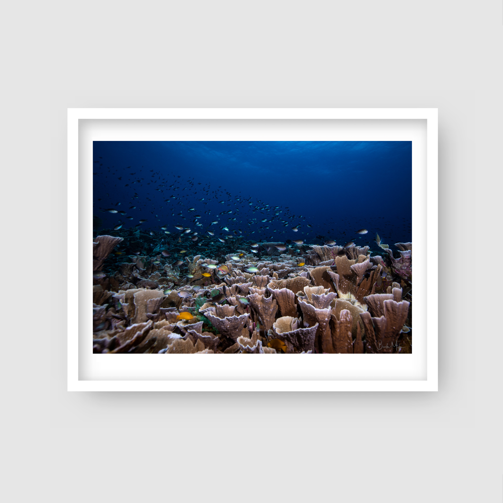 Melissa's Playground - Underwater Reef Print