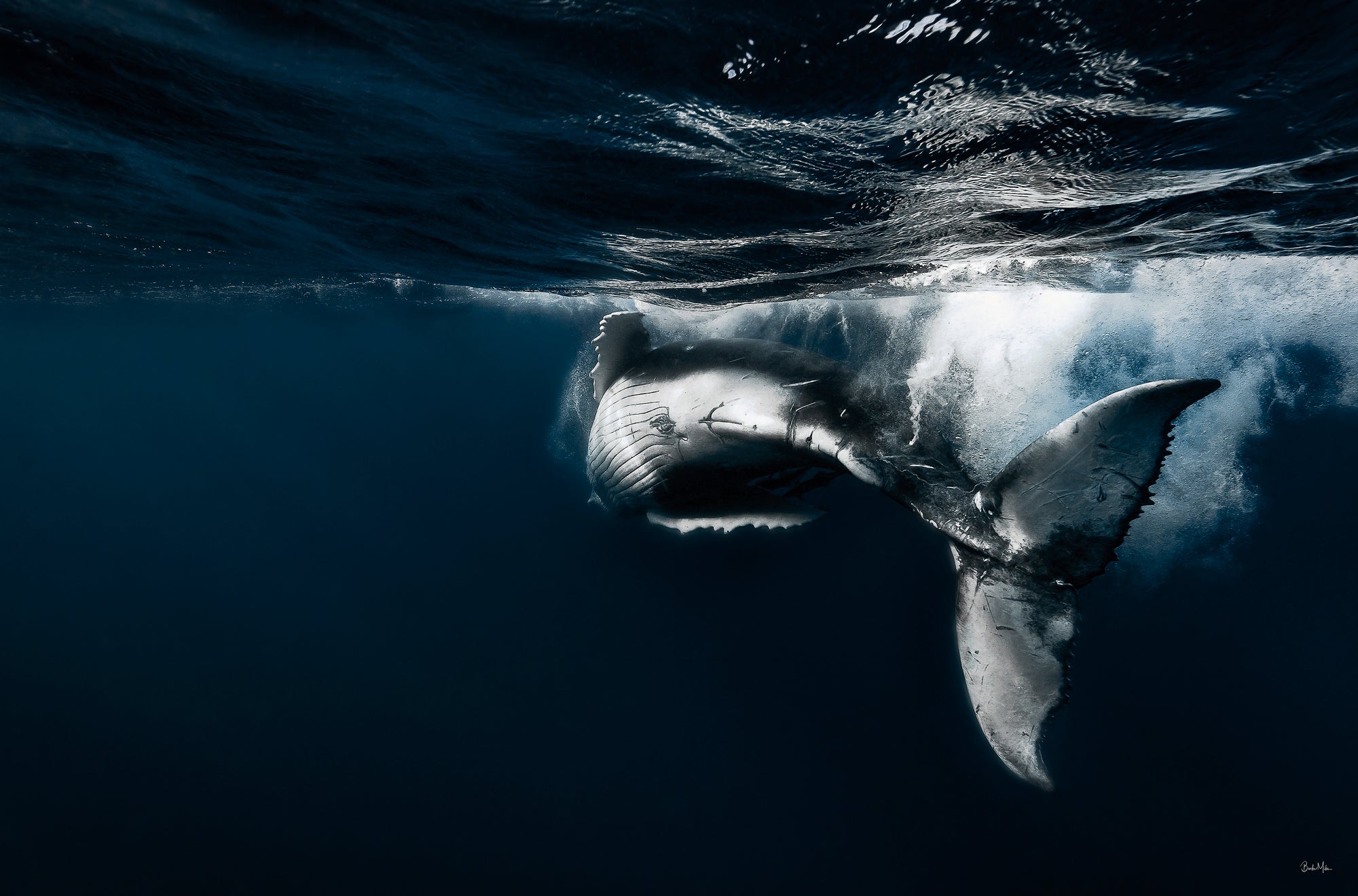 Midnight Dancer - Humpback Whale Print